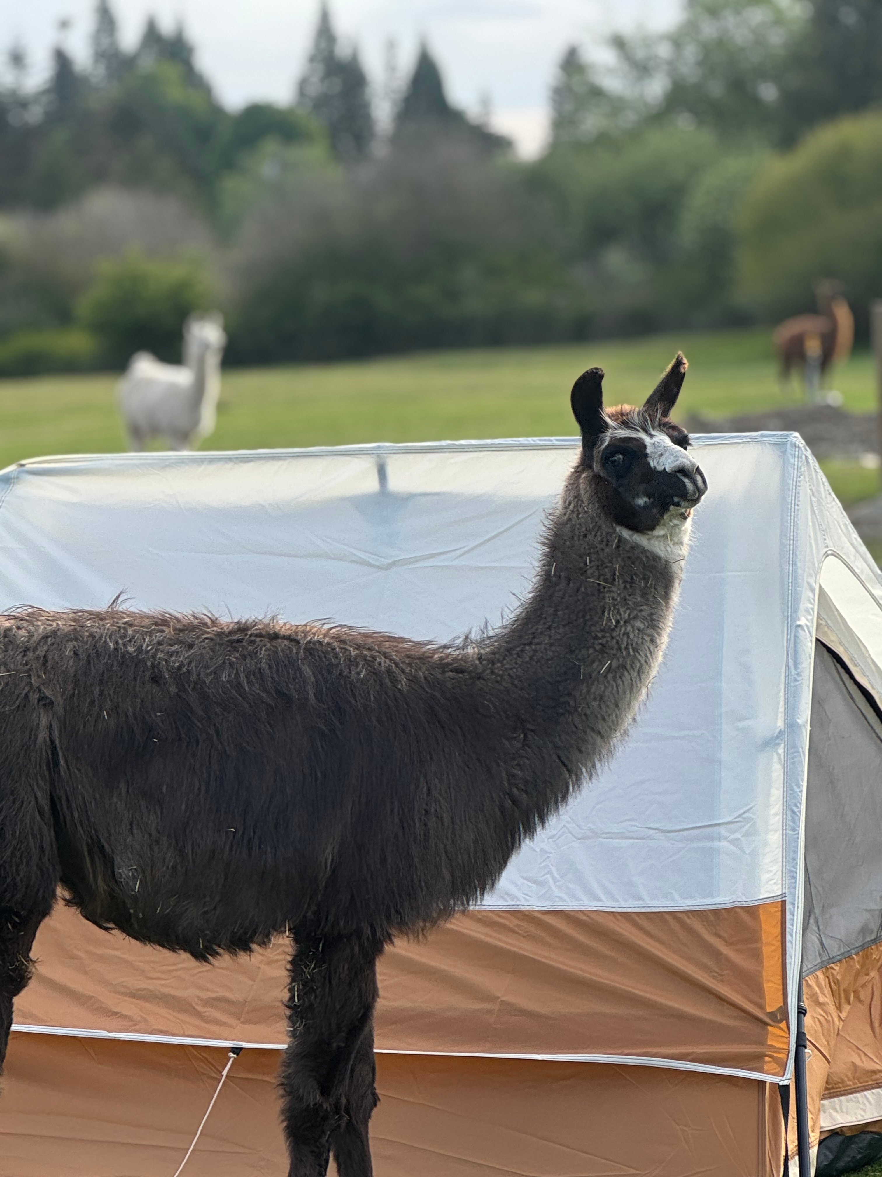 Run w/ Alpacas Farm Stay Port Angeles