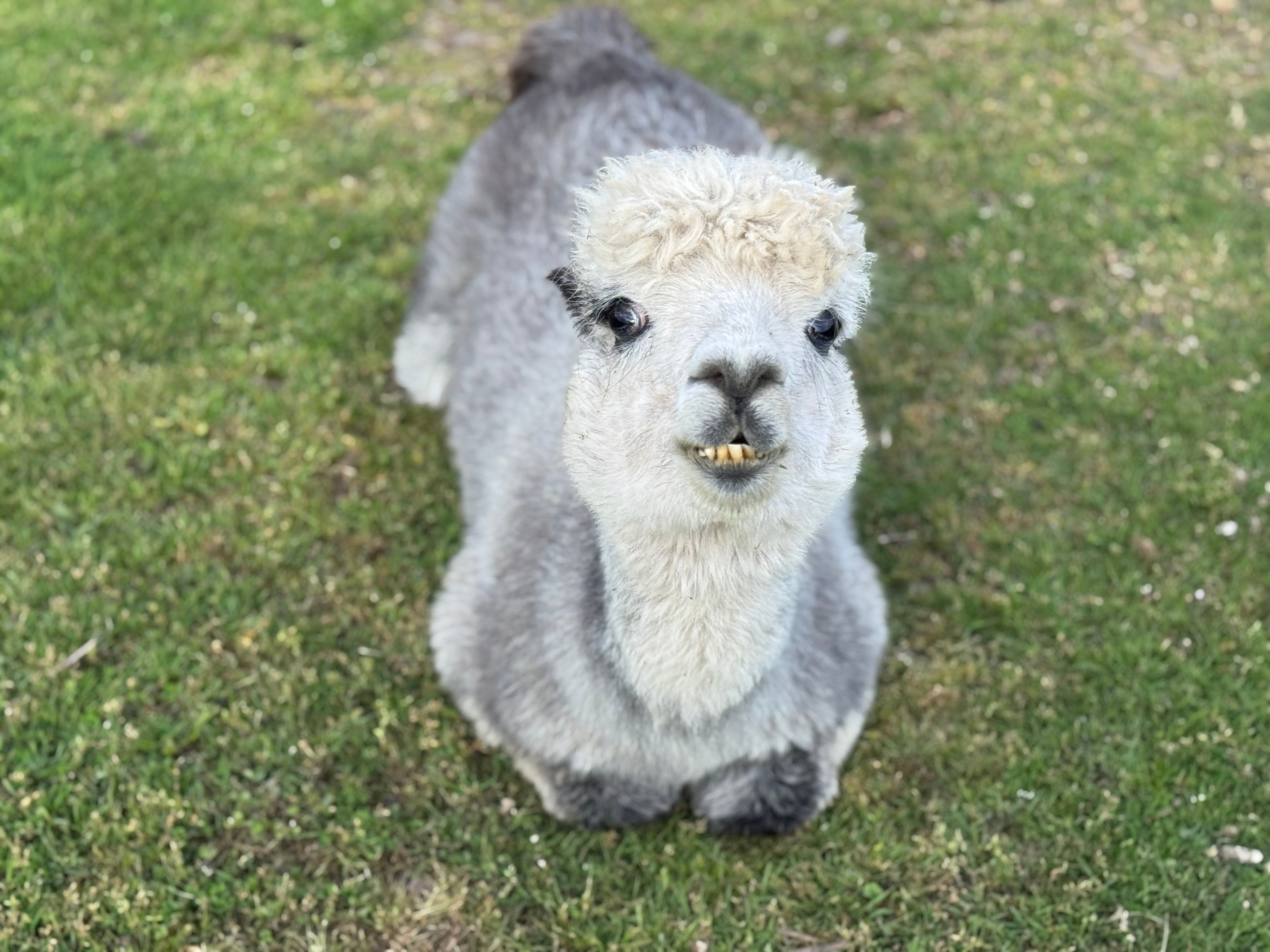 Run w/ Alpacas Farm Stay Port Angeles