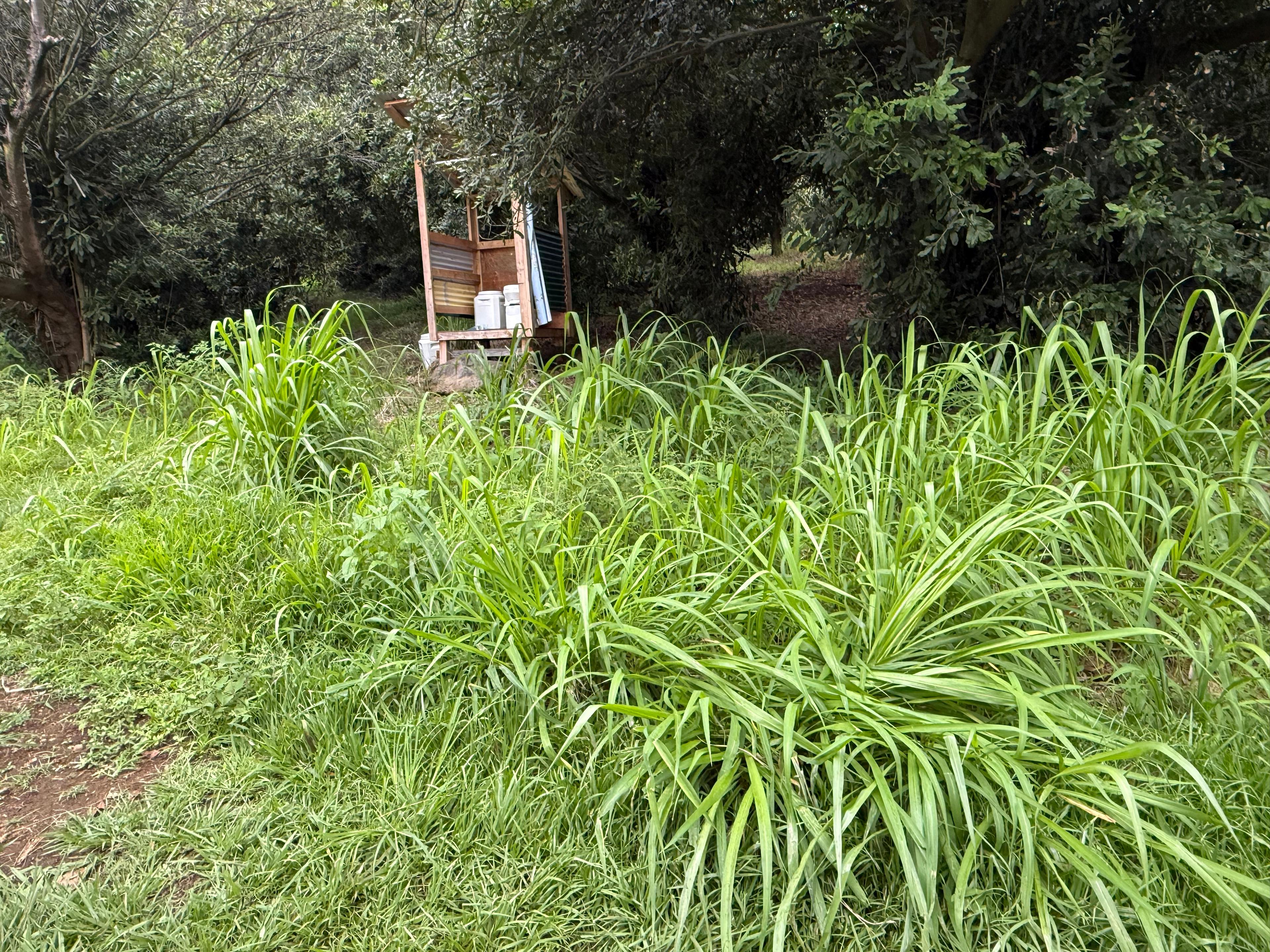 Volcano National Park Orchard Camp