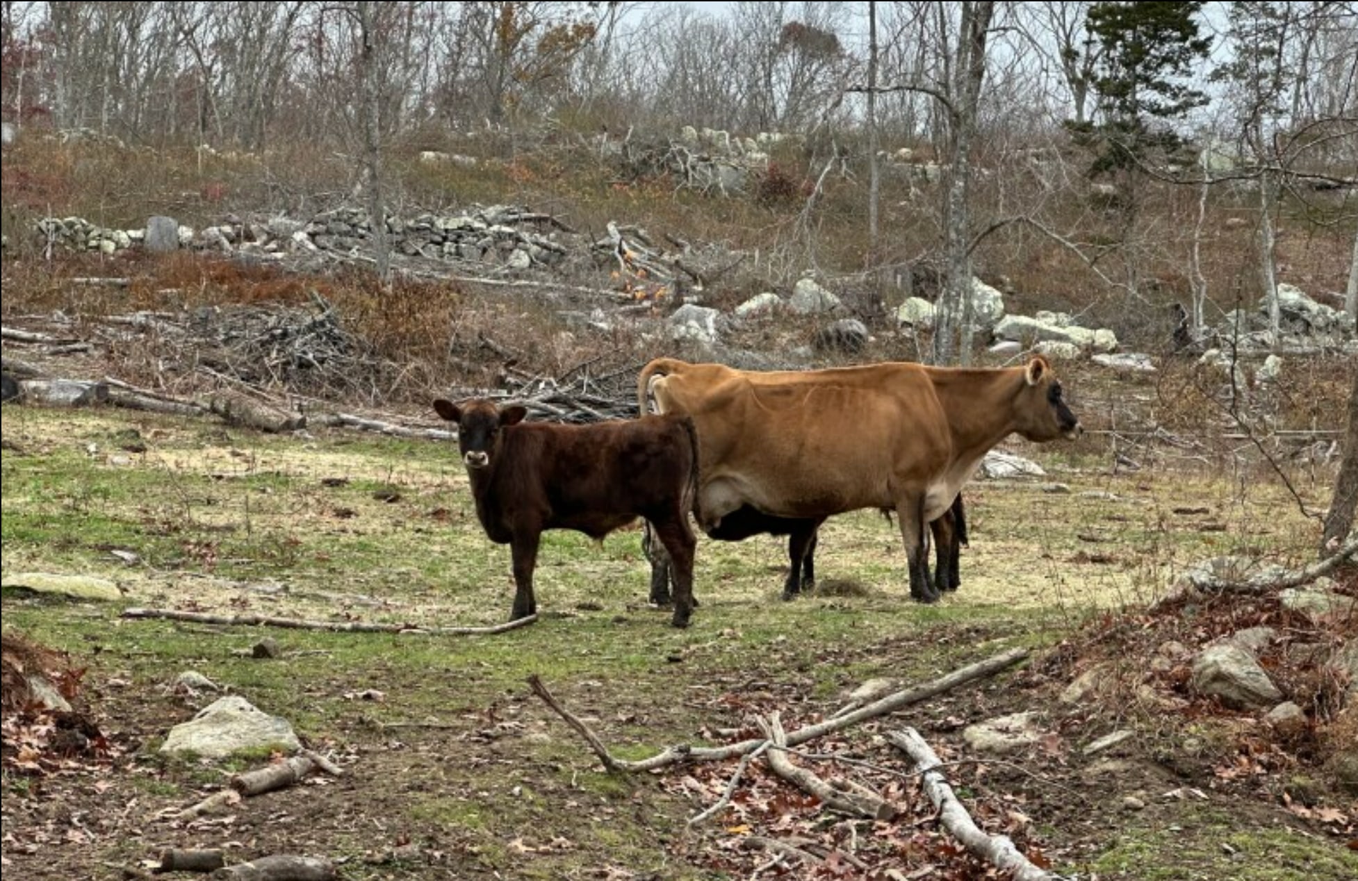 Stone Field Farm