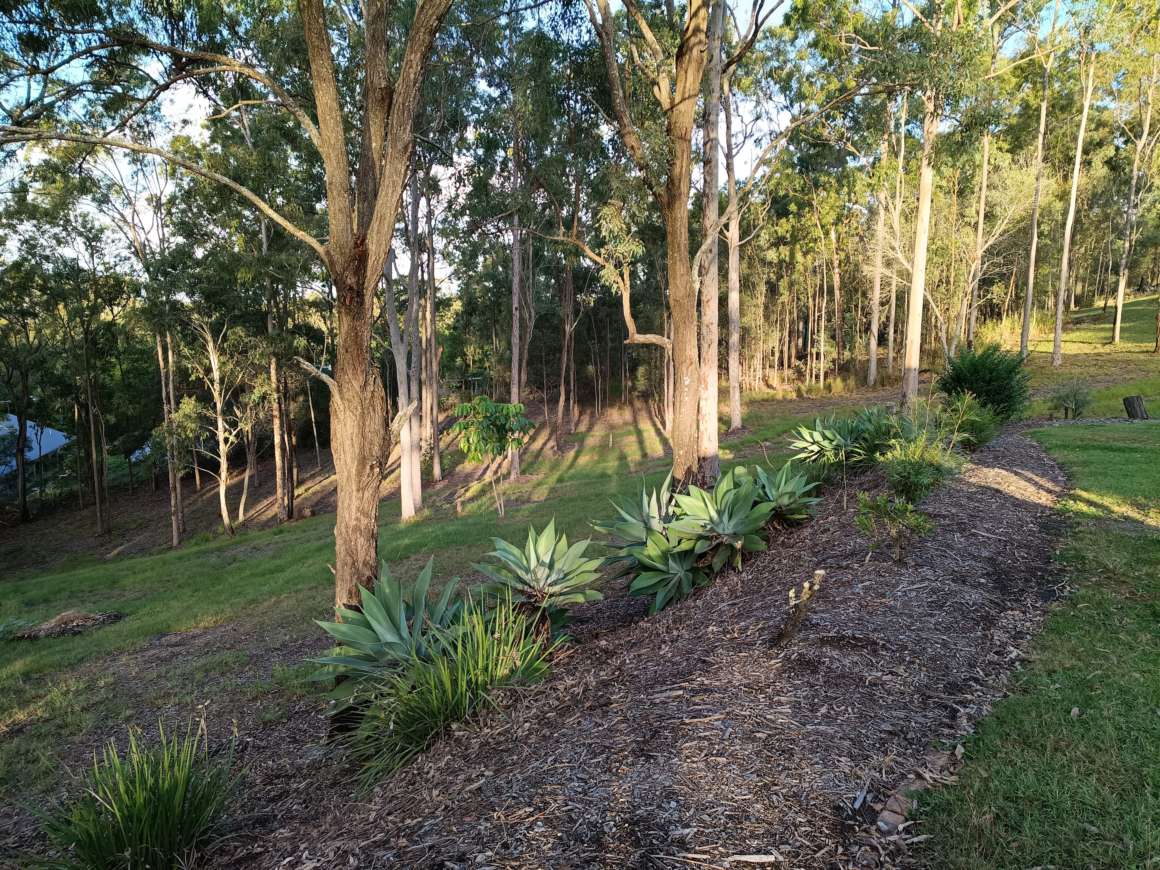 Glen Osmond