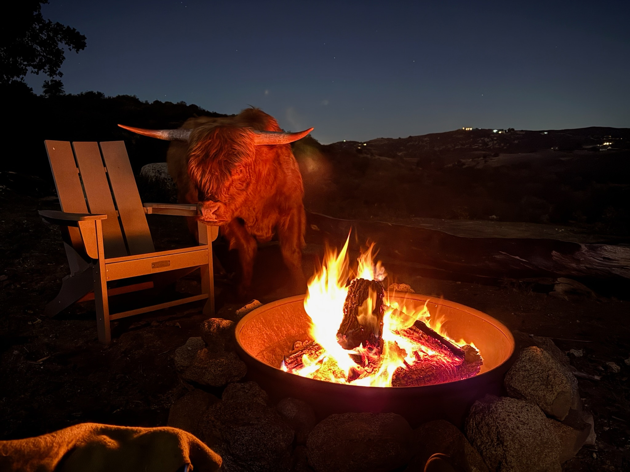 Fireside chats with our friendly  highland mini bull