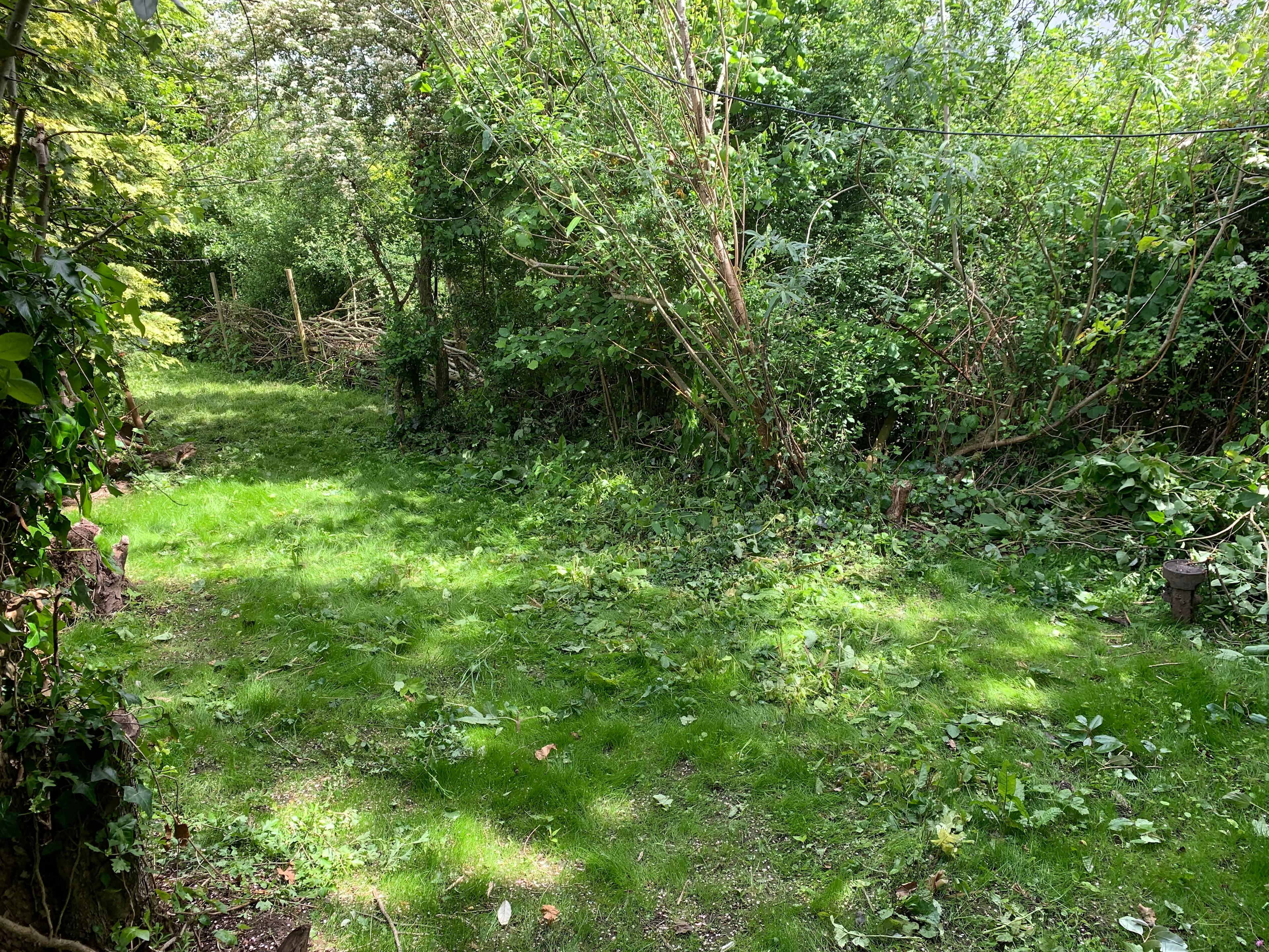 Wild 1 site