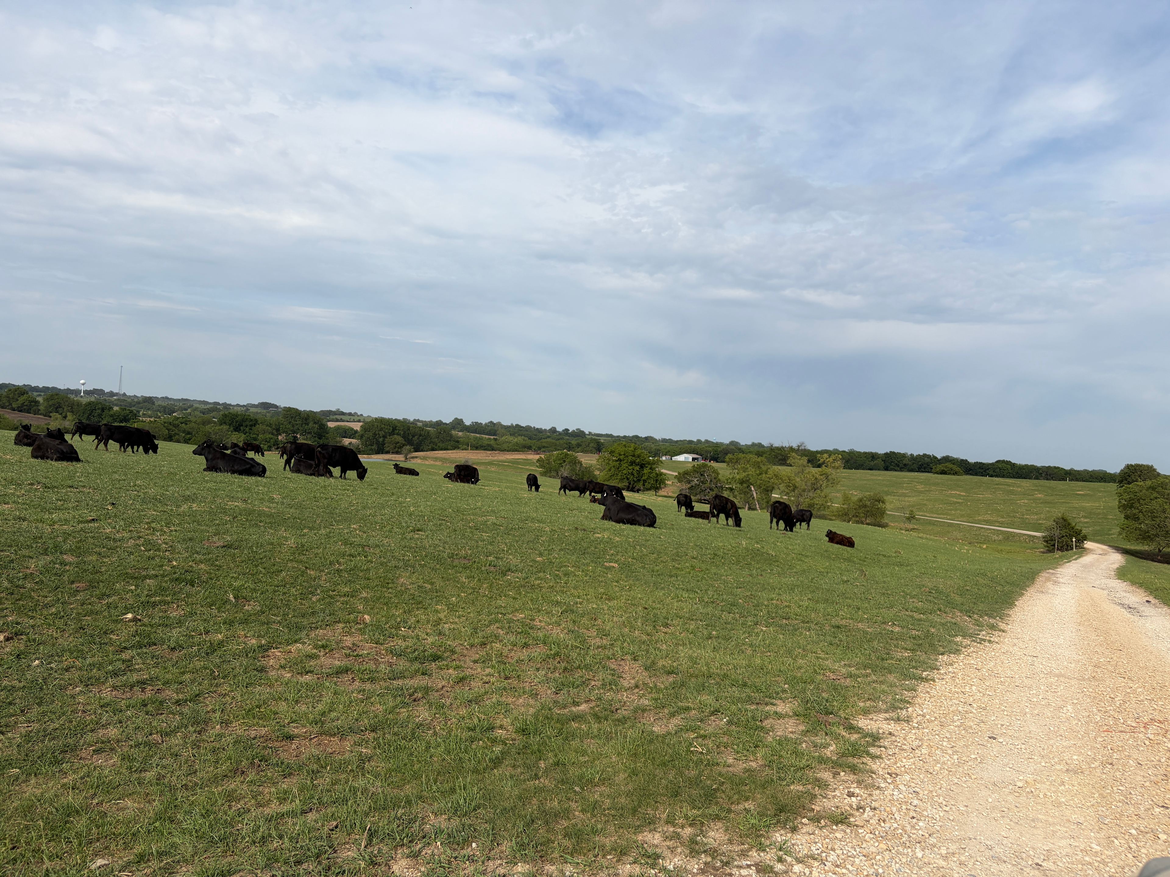 Ottensmeier Angus