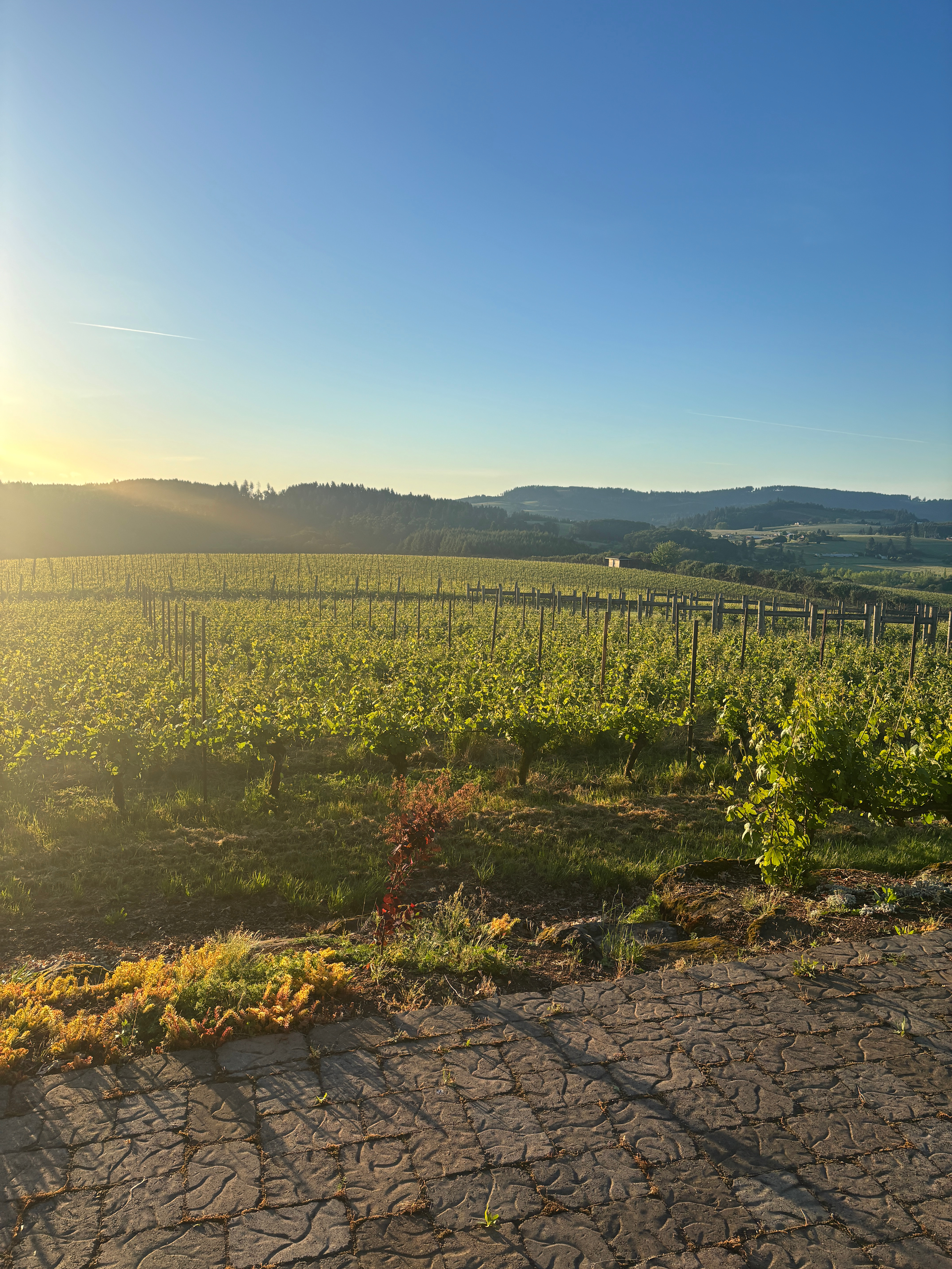 Utopia Vineyard
