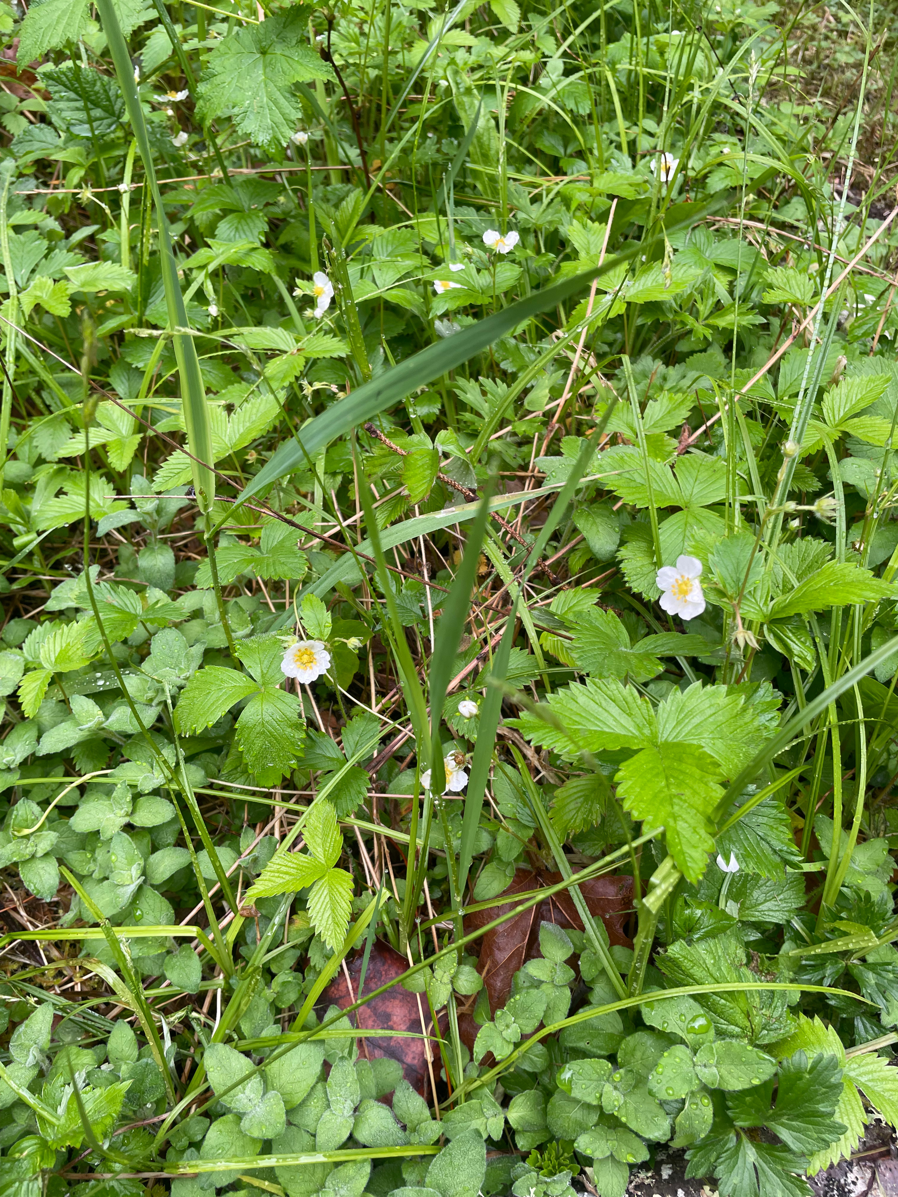 Closeup of a patch of wild strawberries in front of the cabin. The berries are tiny and sweet, ripen in June.