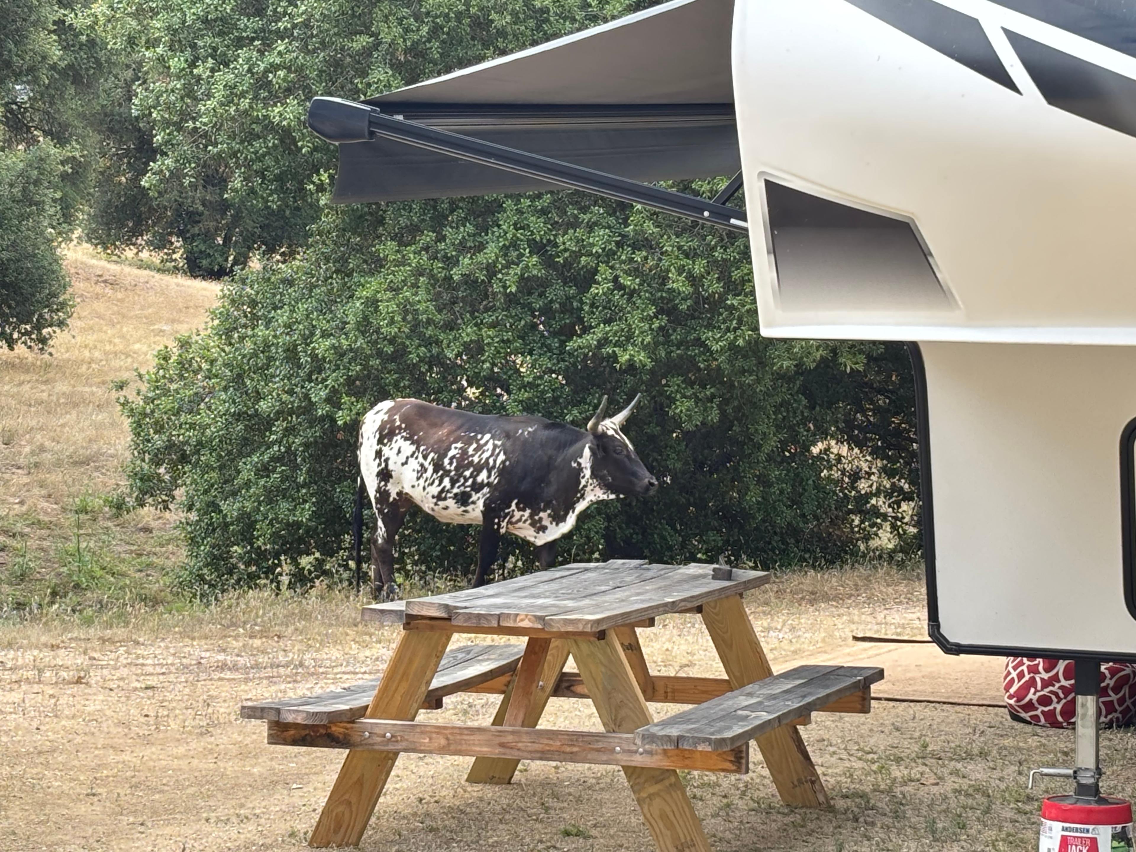 Wolf Six Ranch • Wine Country Stay