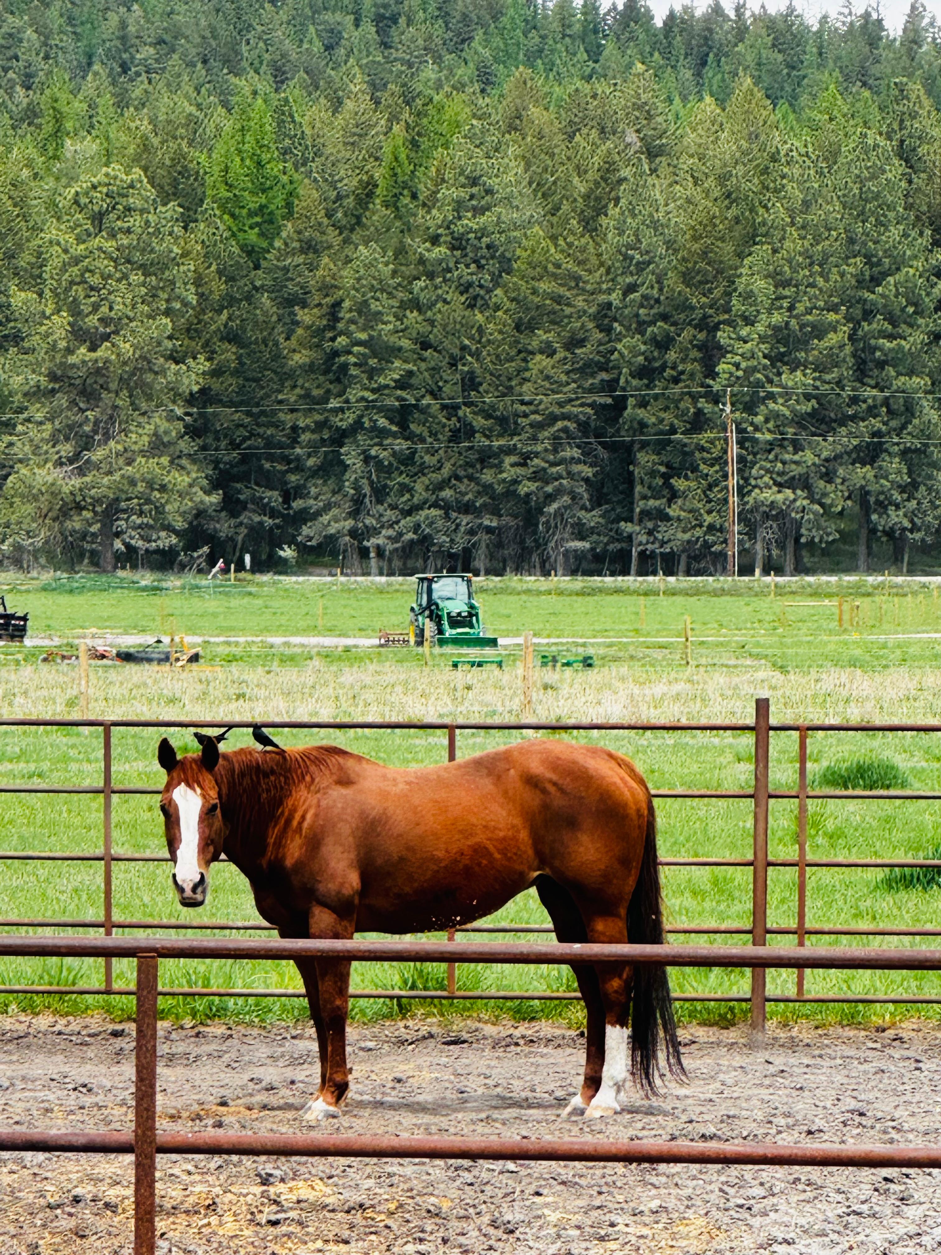 Sometimes even the birds enjoy the views from a horse.
