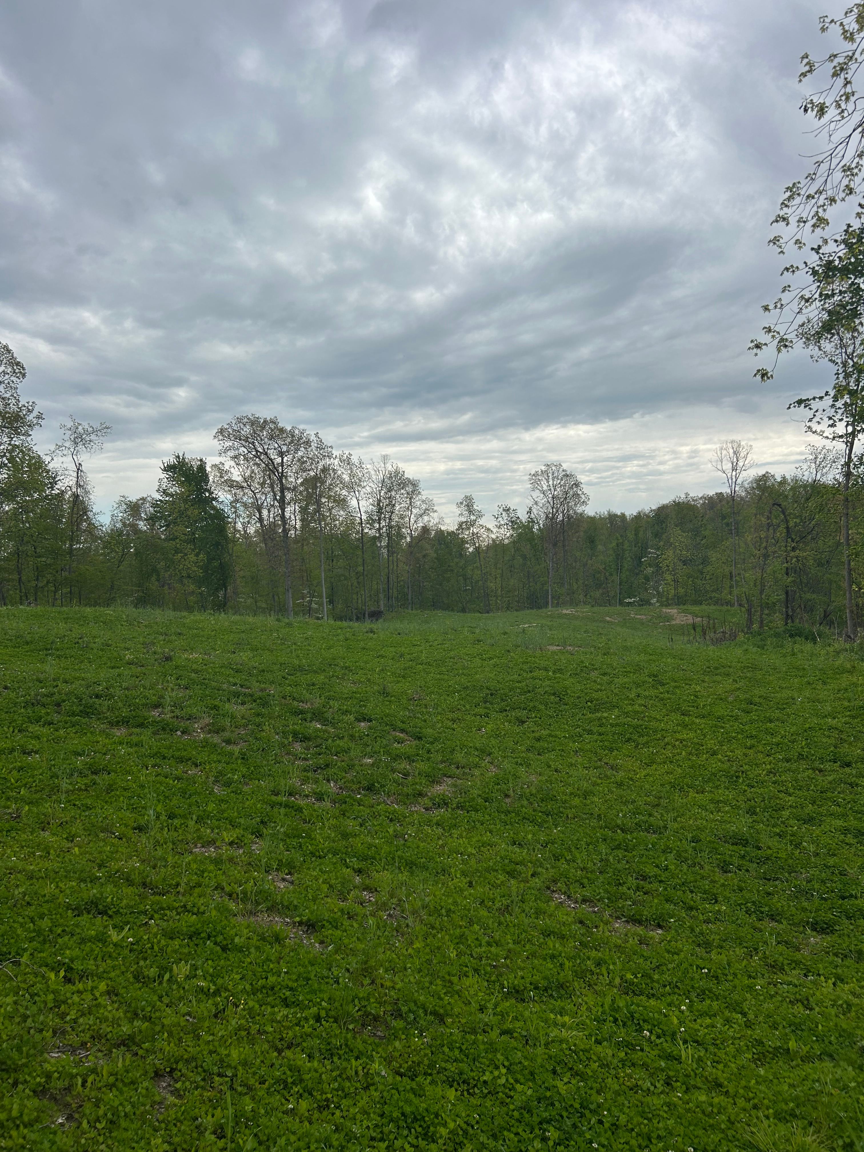 Beautiful clover field/prairie! 