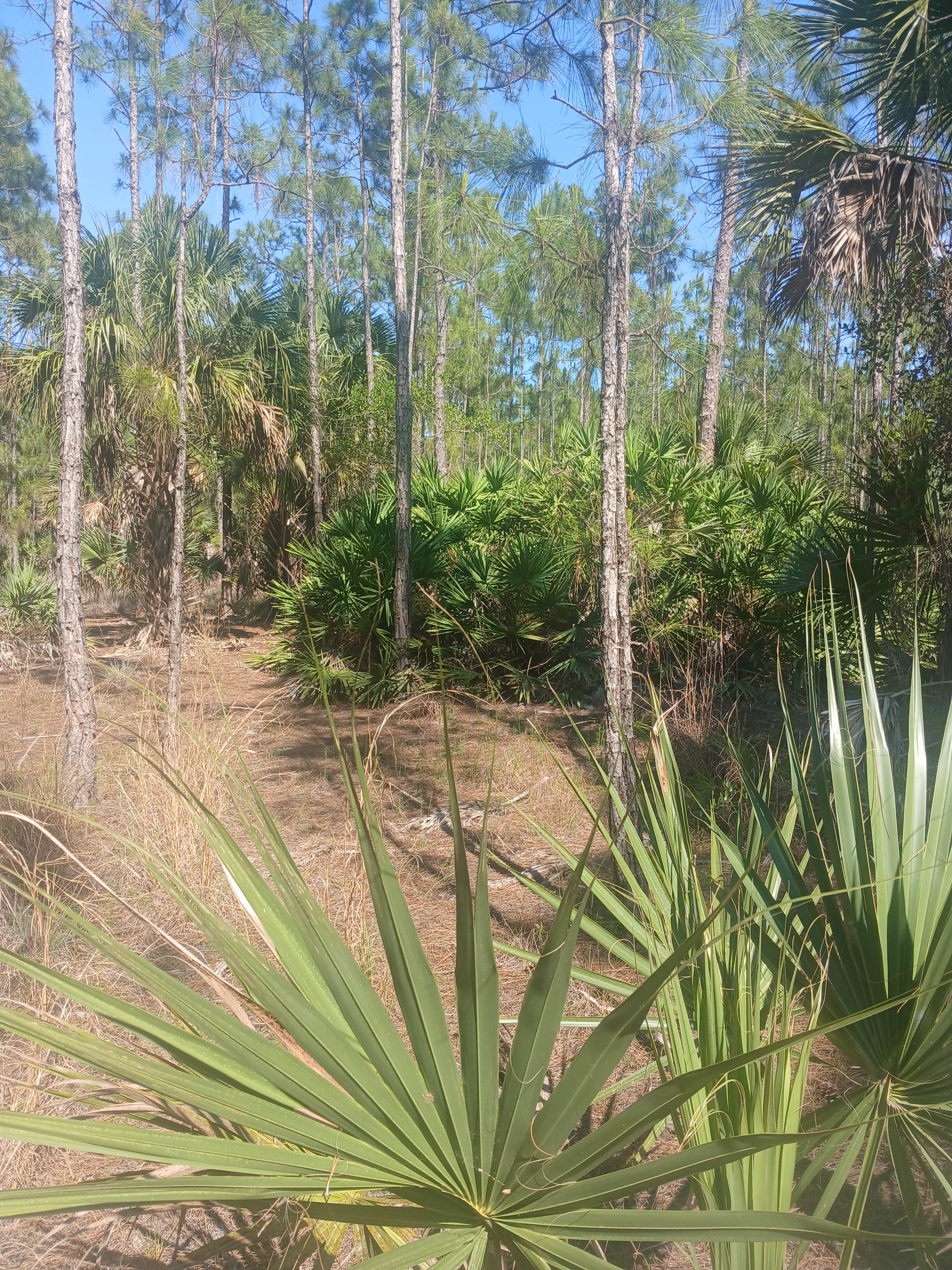 Harmony Bamboo Nursery