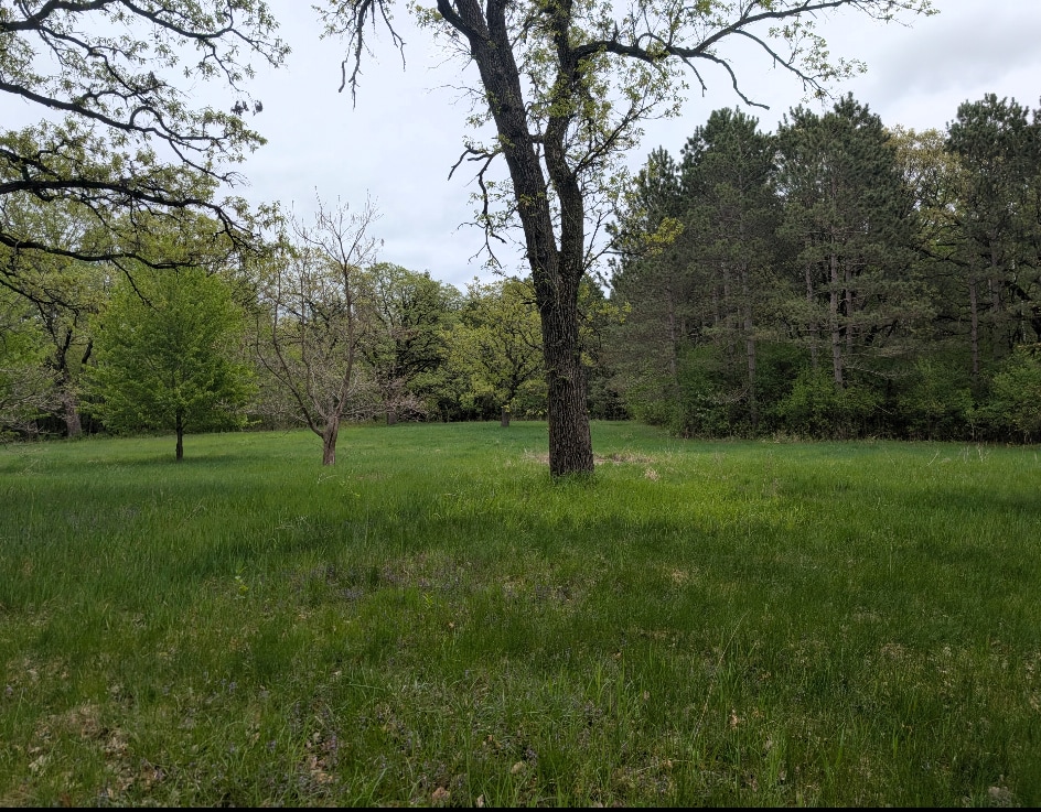 The Overgrown Oasis