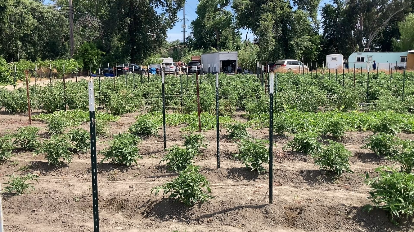 Rina's Community Gardens