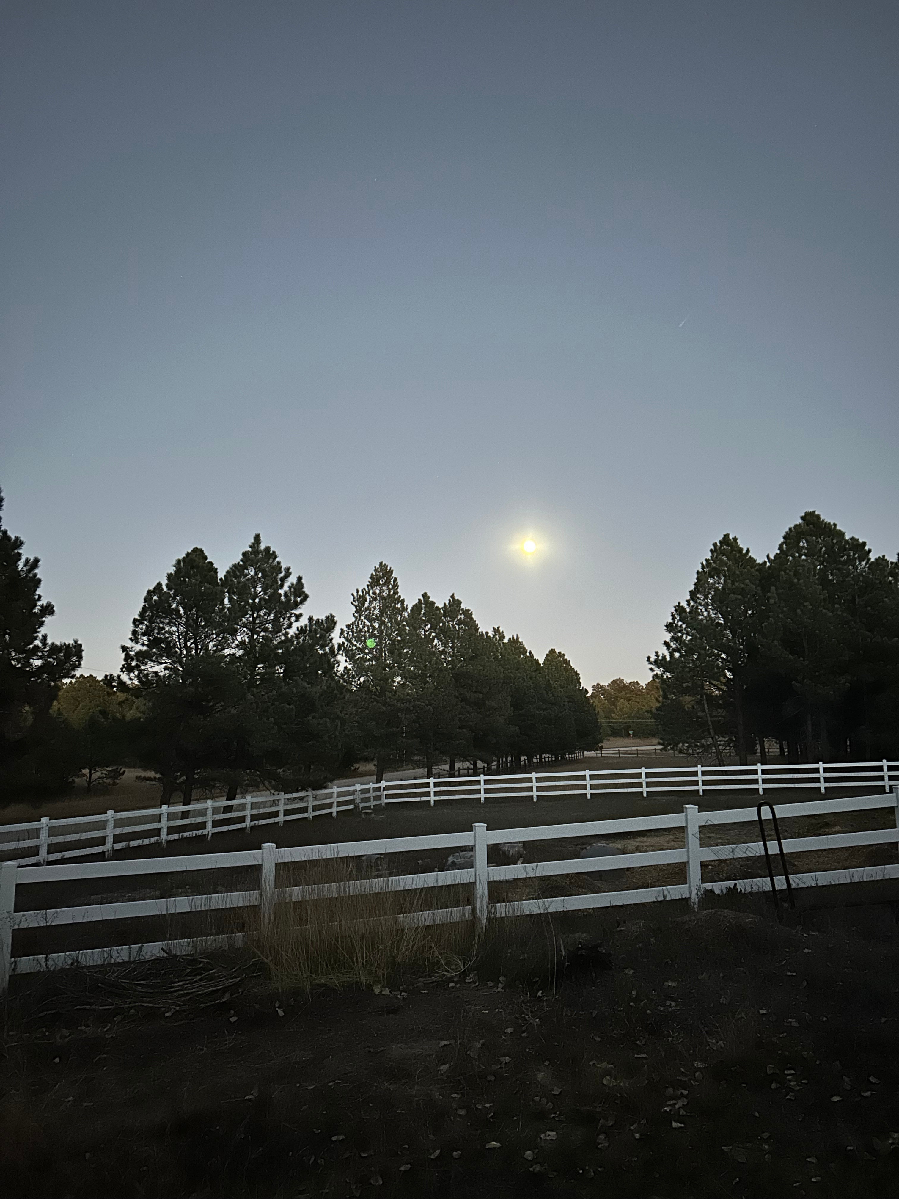 Damselfly Farms