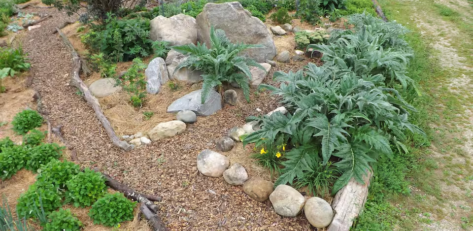 Fiddlehead Nursery
