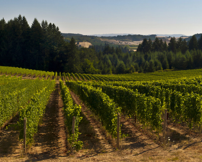 Utopia Vineyard