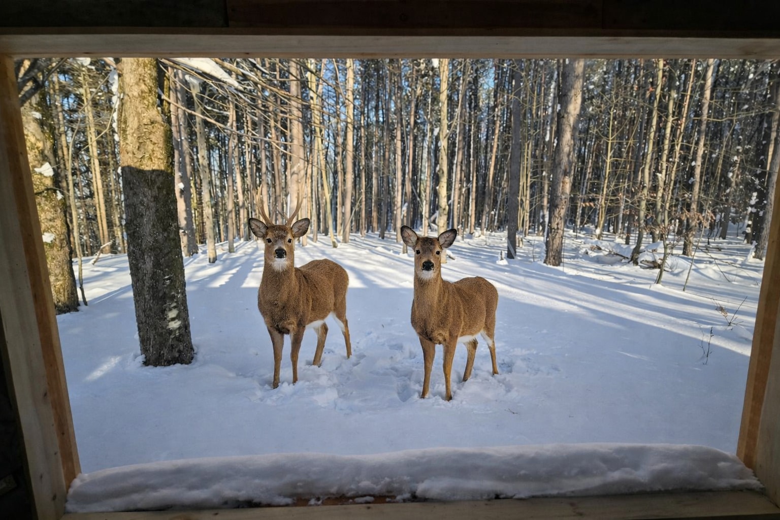 The giant window in the cabin over looks the beautiful woods and deer tend to stop by from time to time. 