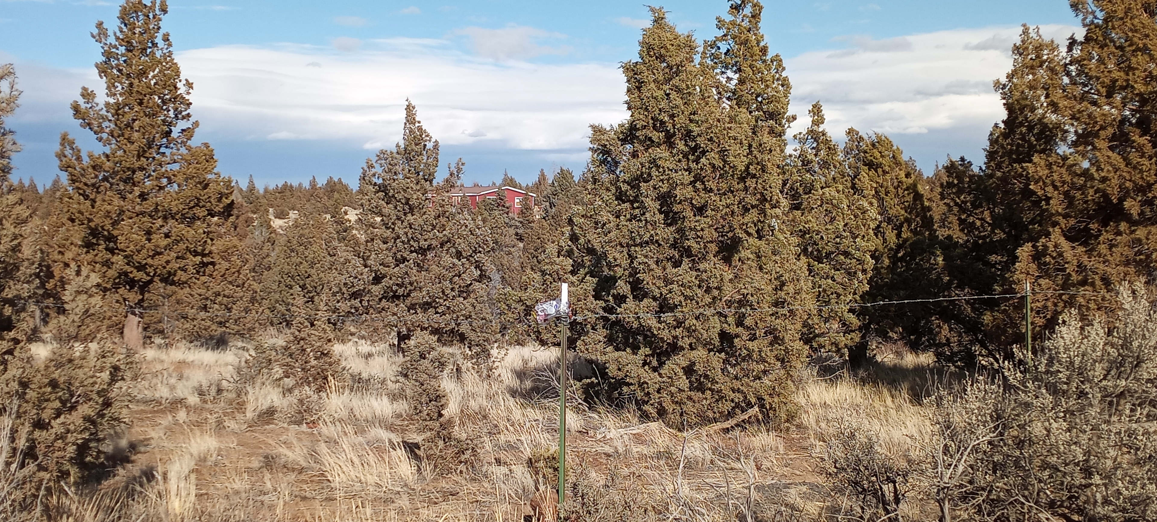 Under the Pines