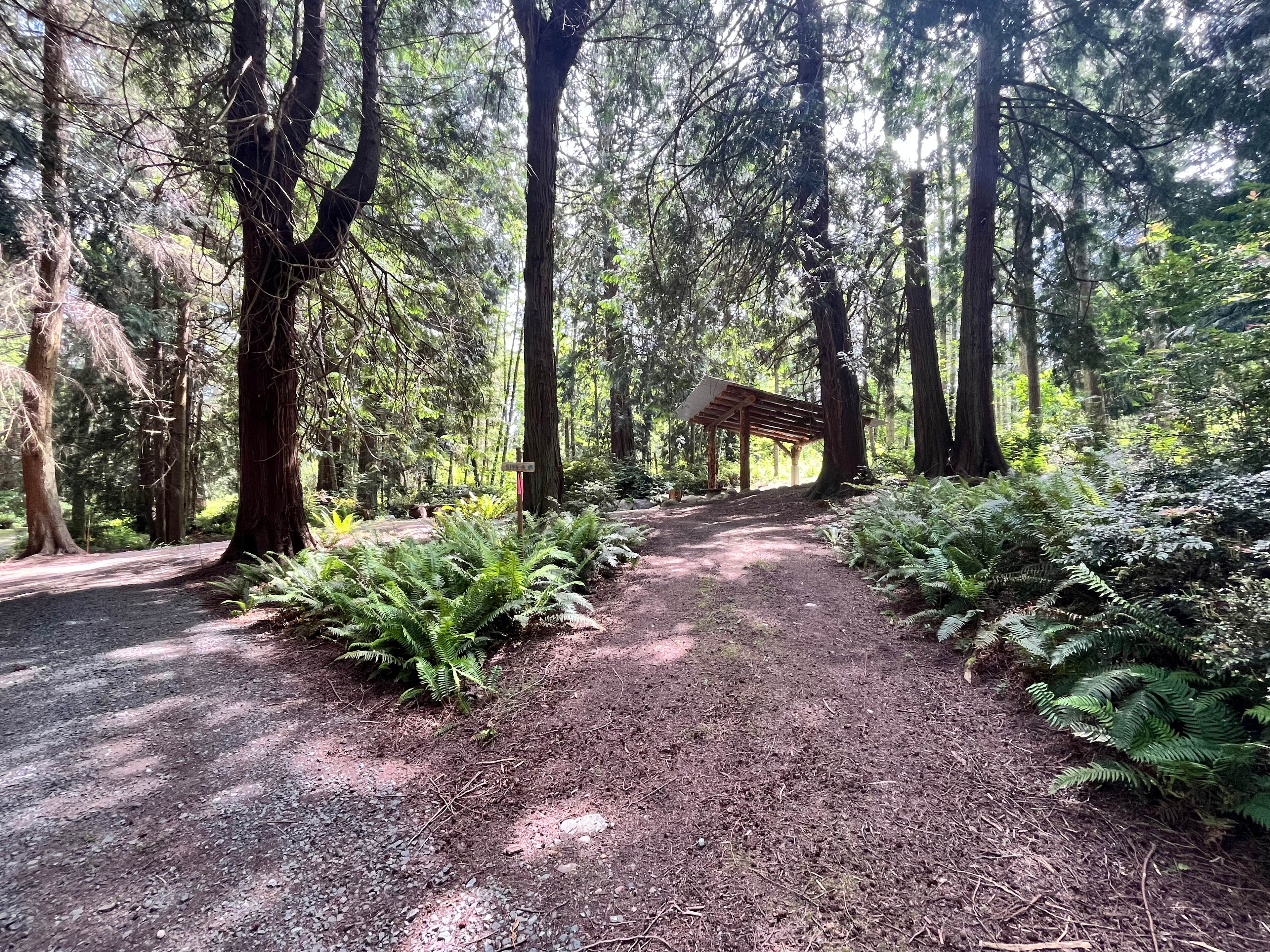 The Last Of The Wonder Woods