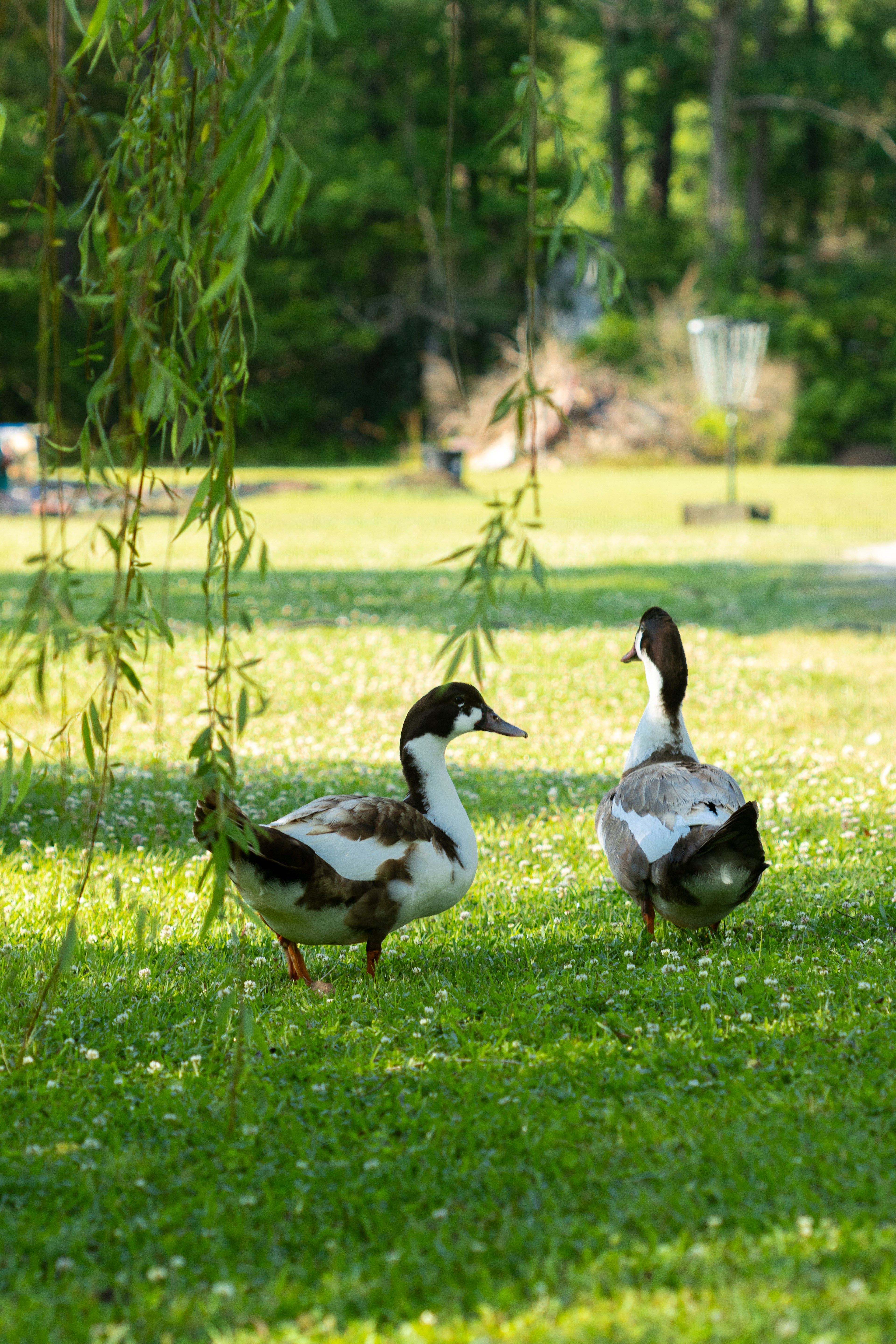 These handsome ducks are a cross between mallards and muscovy, which is explains their gorgeous and unique markings