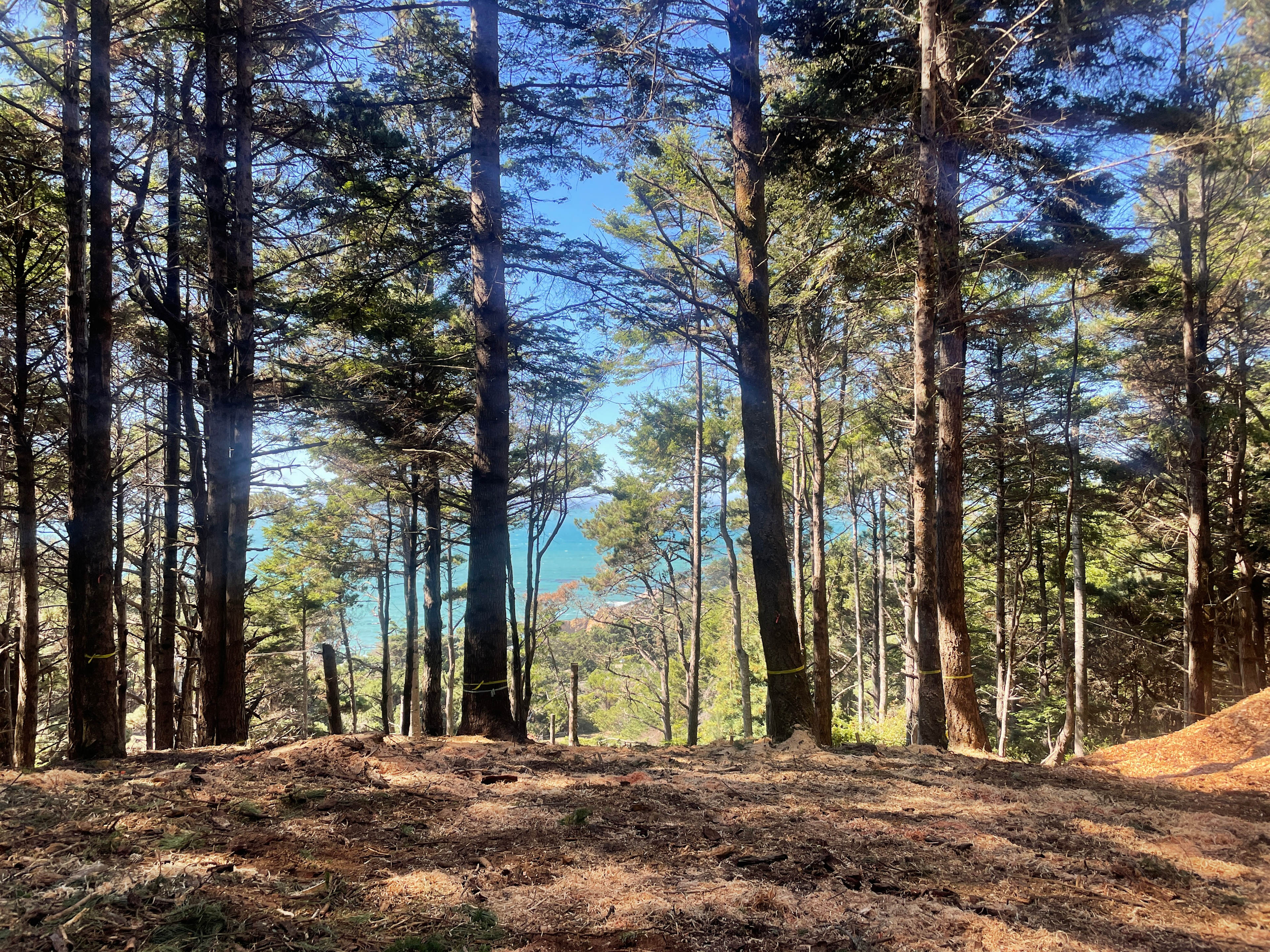 Ocean View Among the Trees