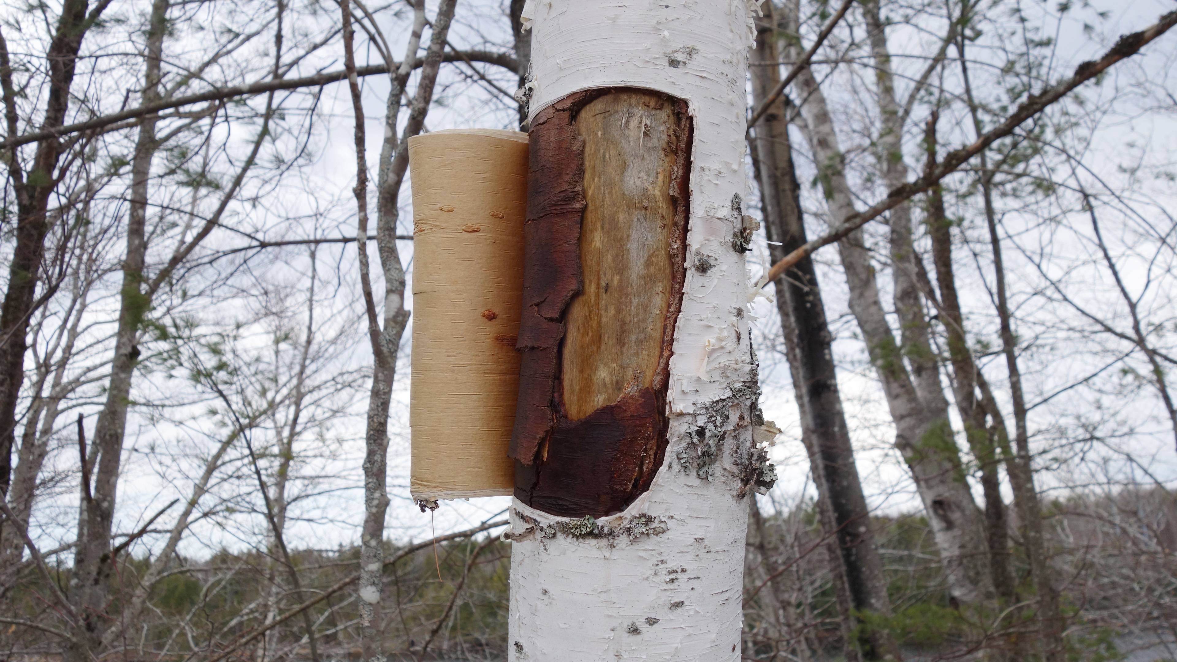 Birch's Campground & Beer Garden