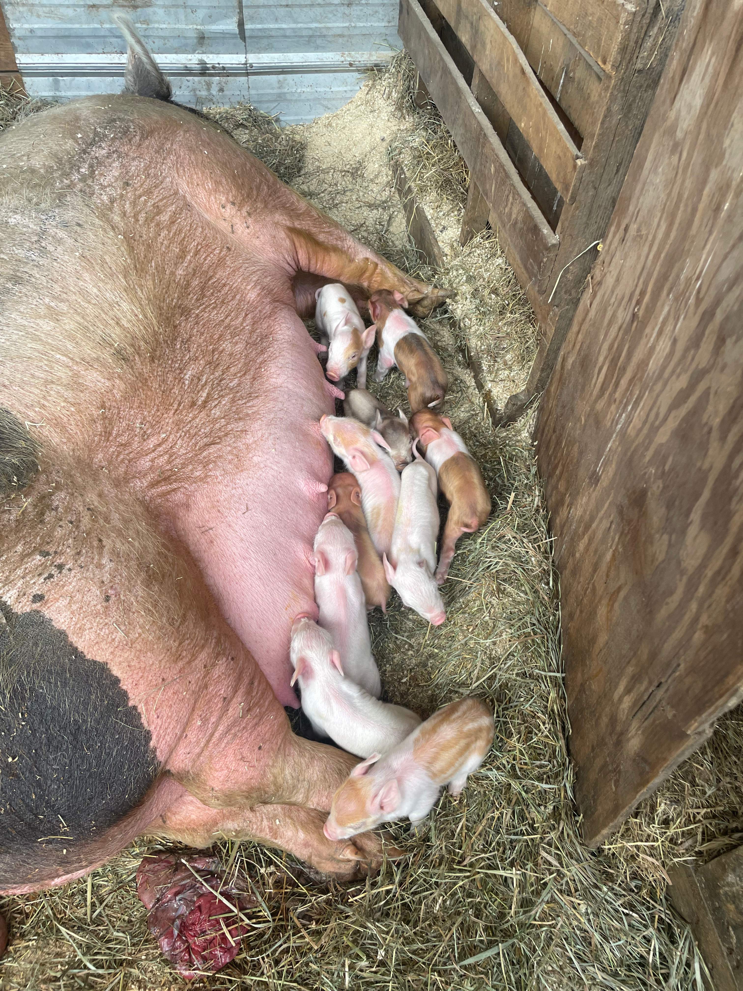 A working livestock farm 