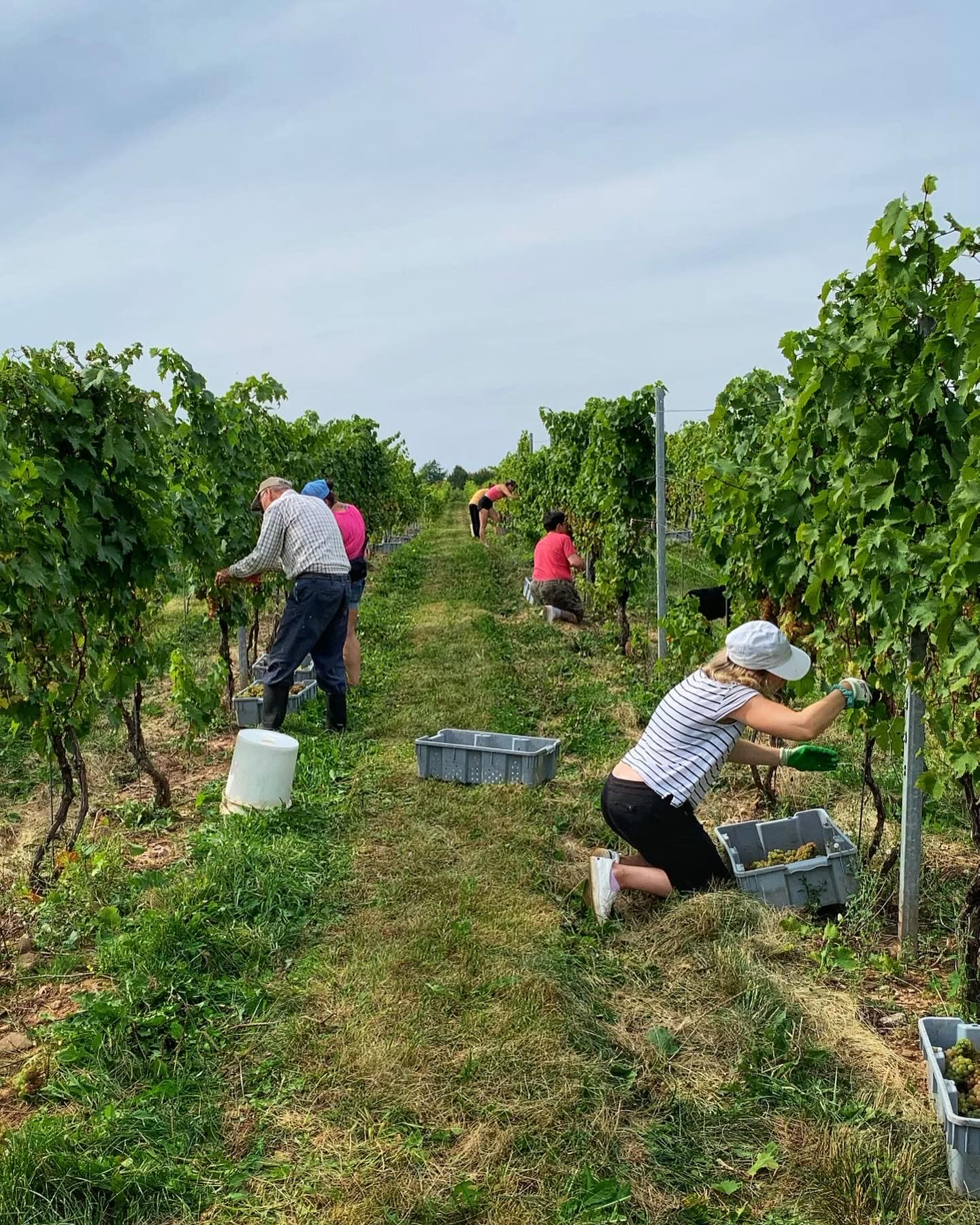 Mumana Vineyards