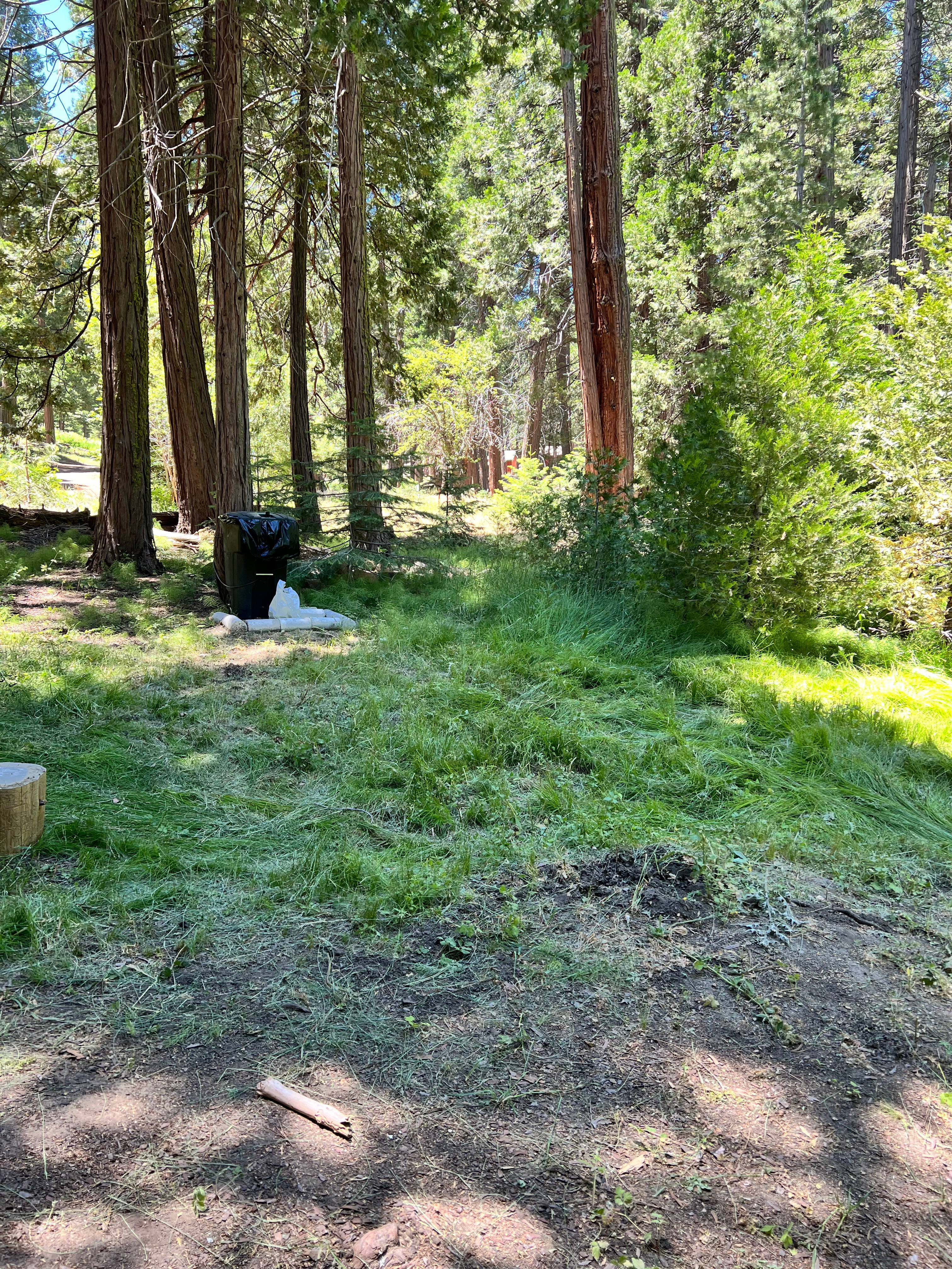 Bear can in the back yard