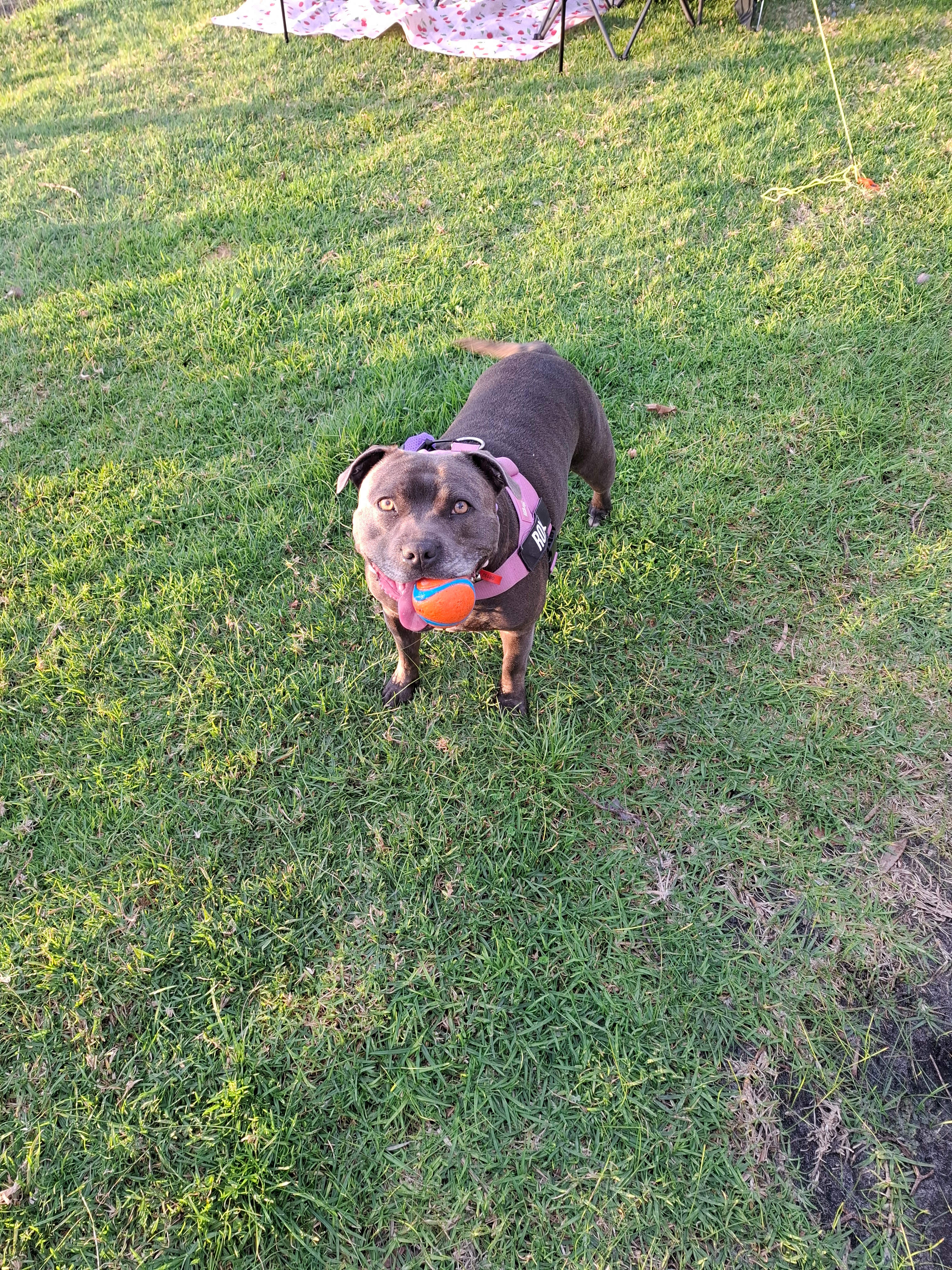 Roxi loved the closed in area. She could wander and play ball as she wanted and we felt relaxed.