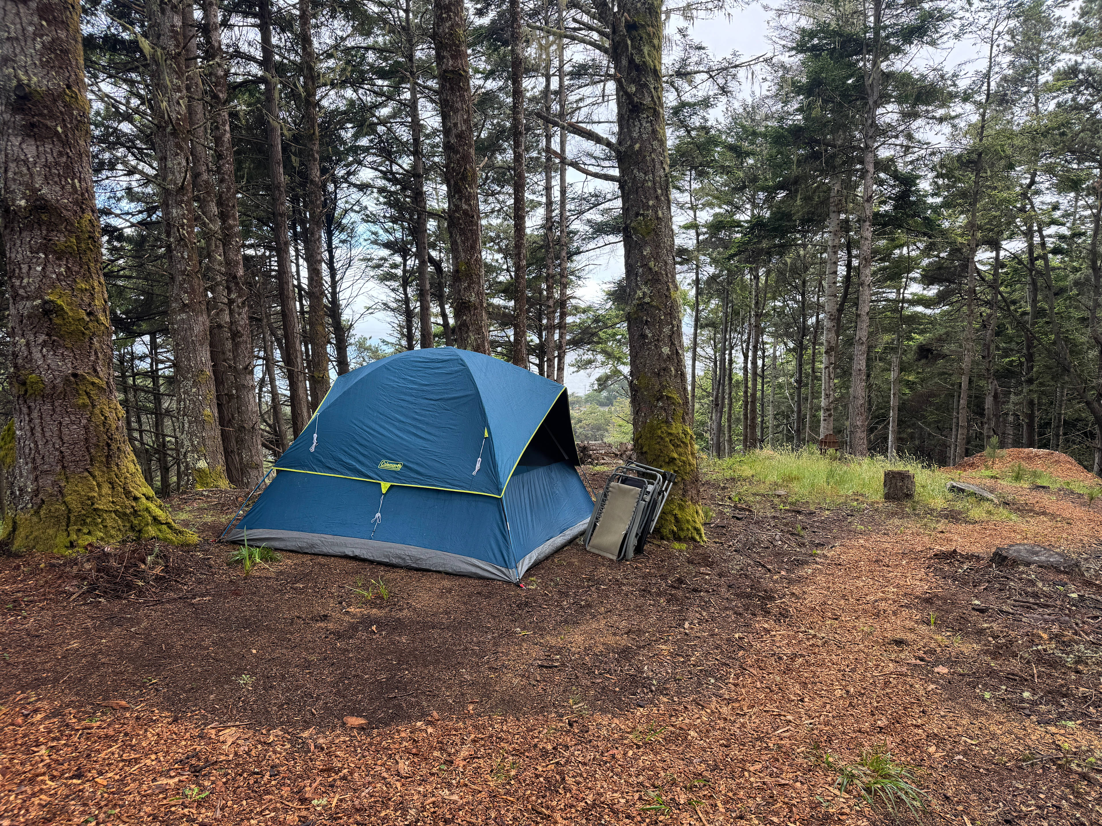 Ocean View Among the Trees