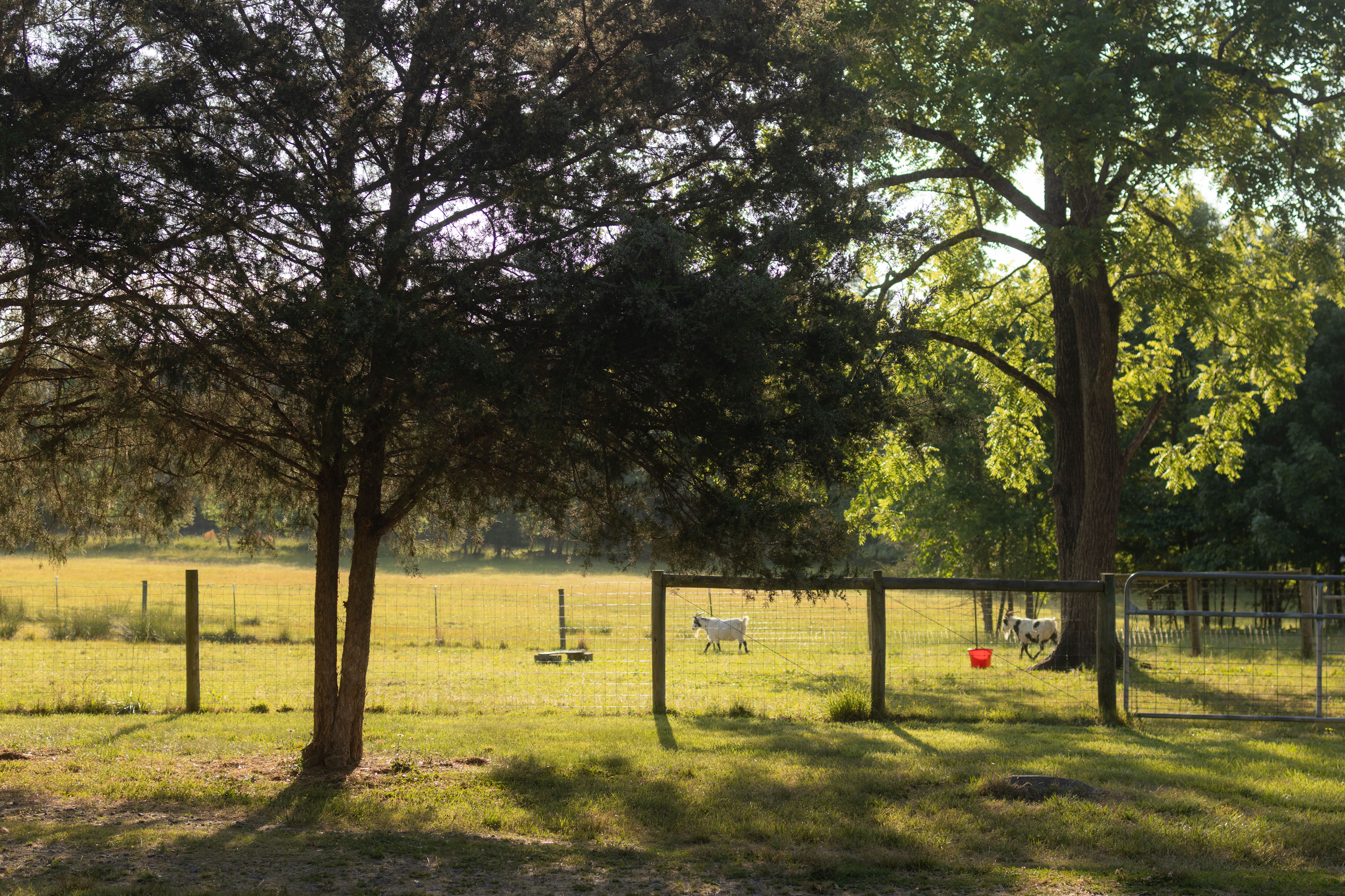 Goats wandering through the field