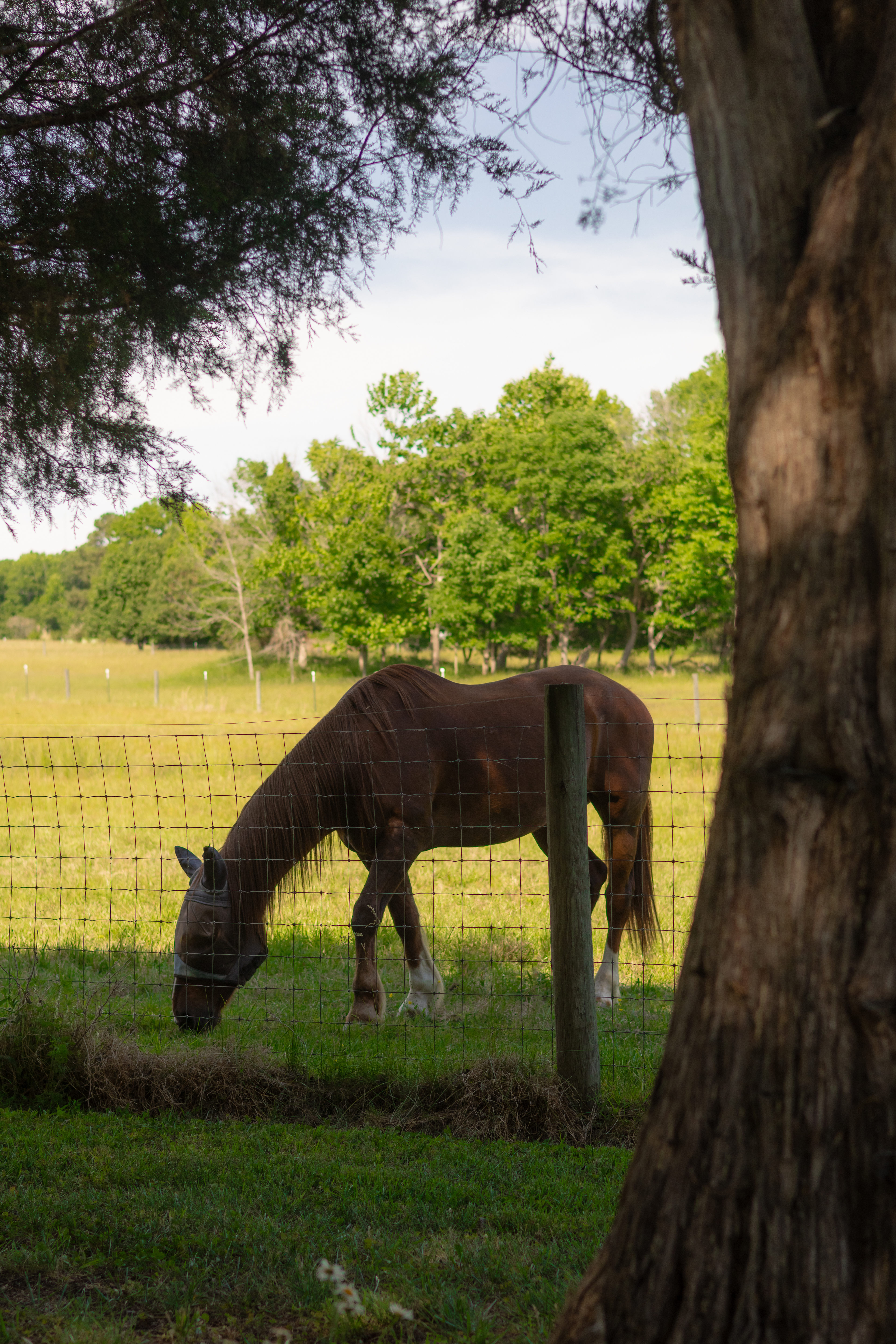 Rebecca's beautiful horse