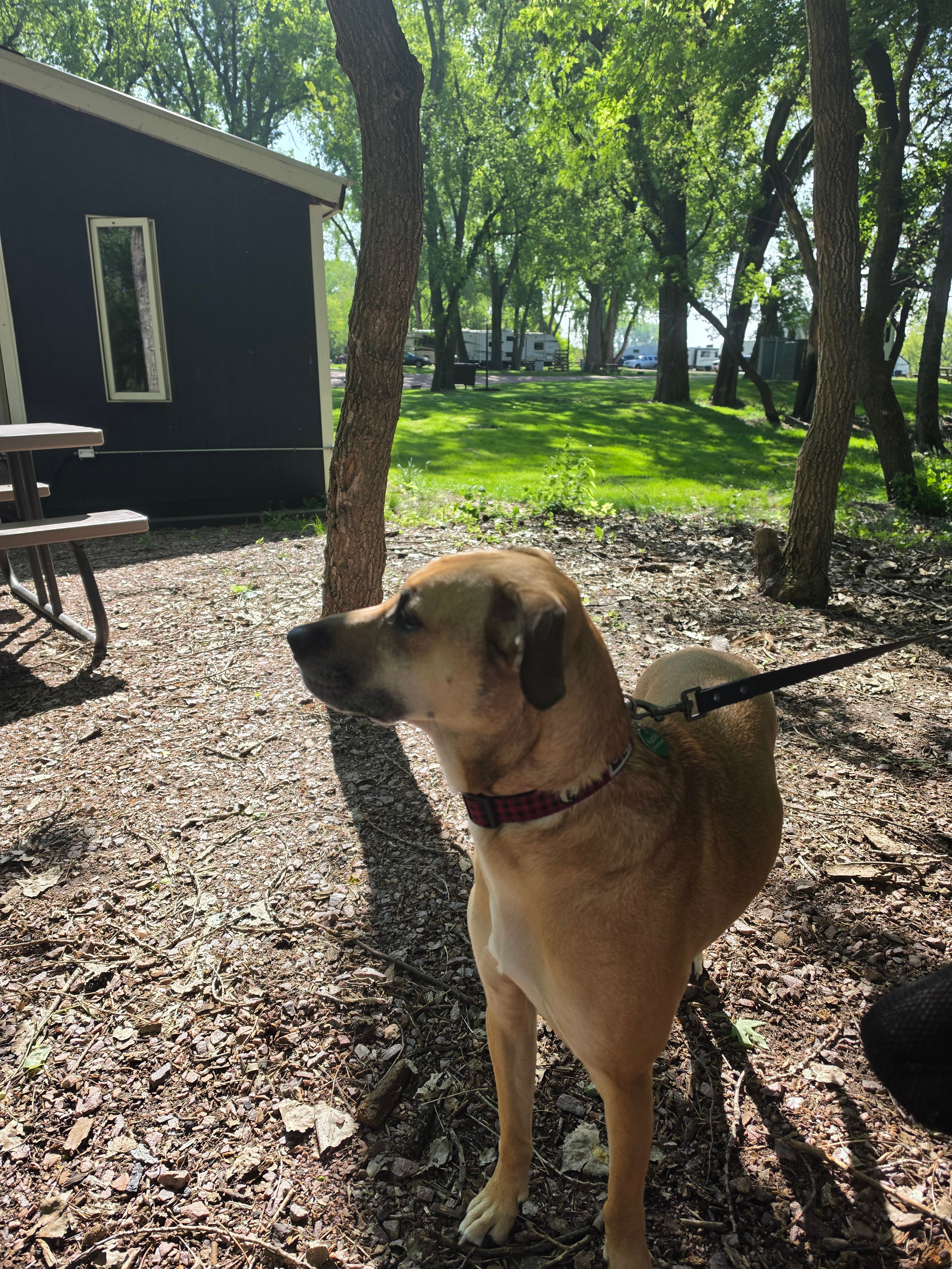 One of our dogs enjoying the view at the Blue Cabin