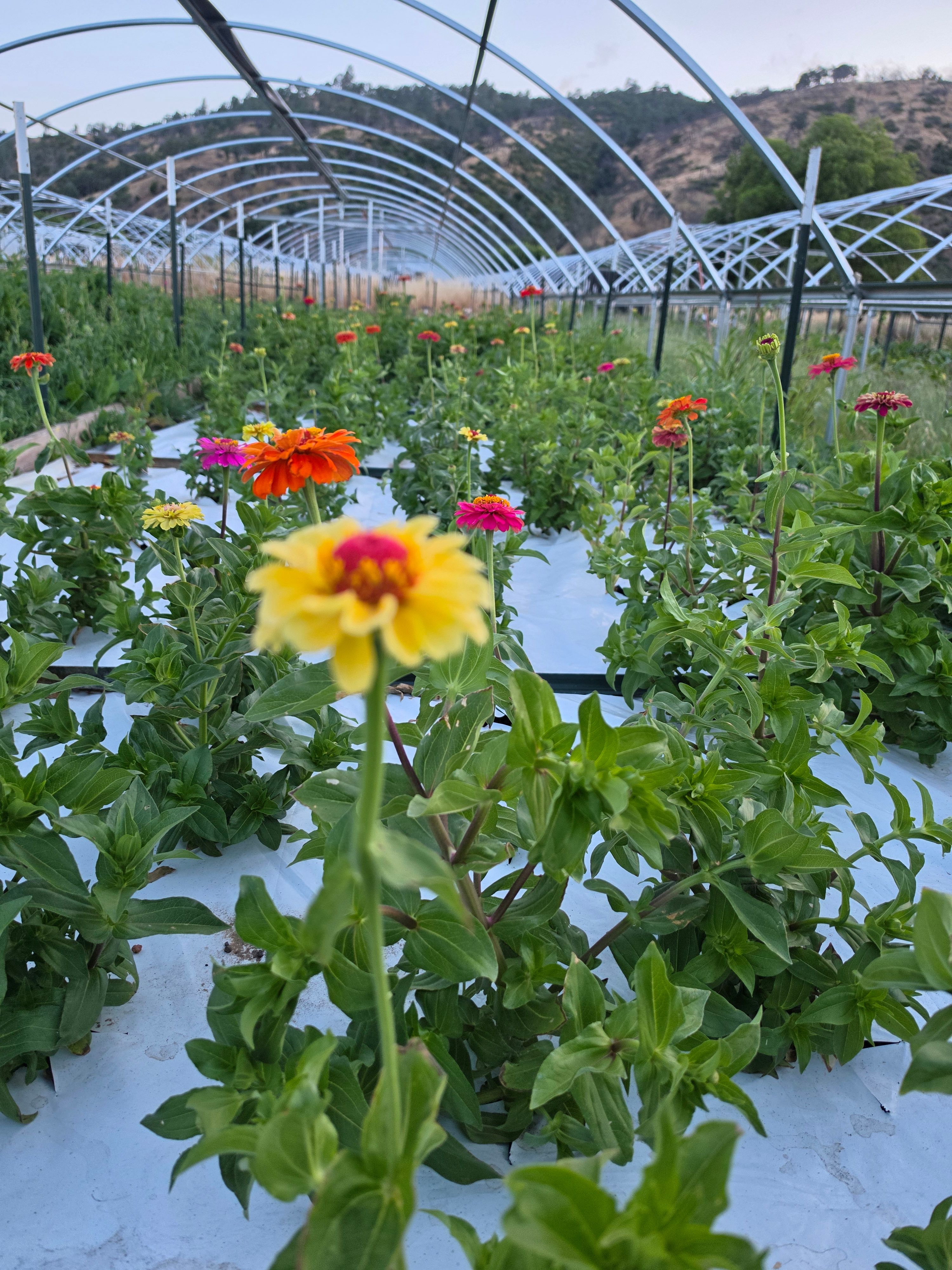 Twin Bridge Farm