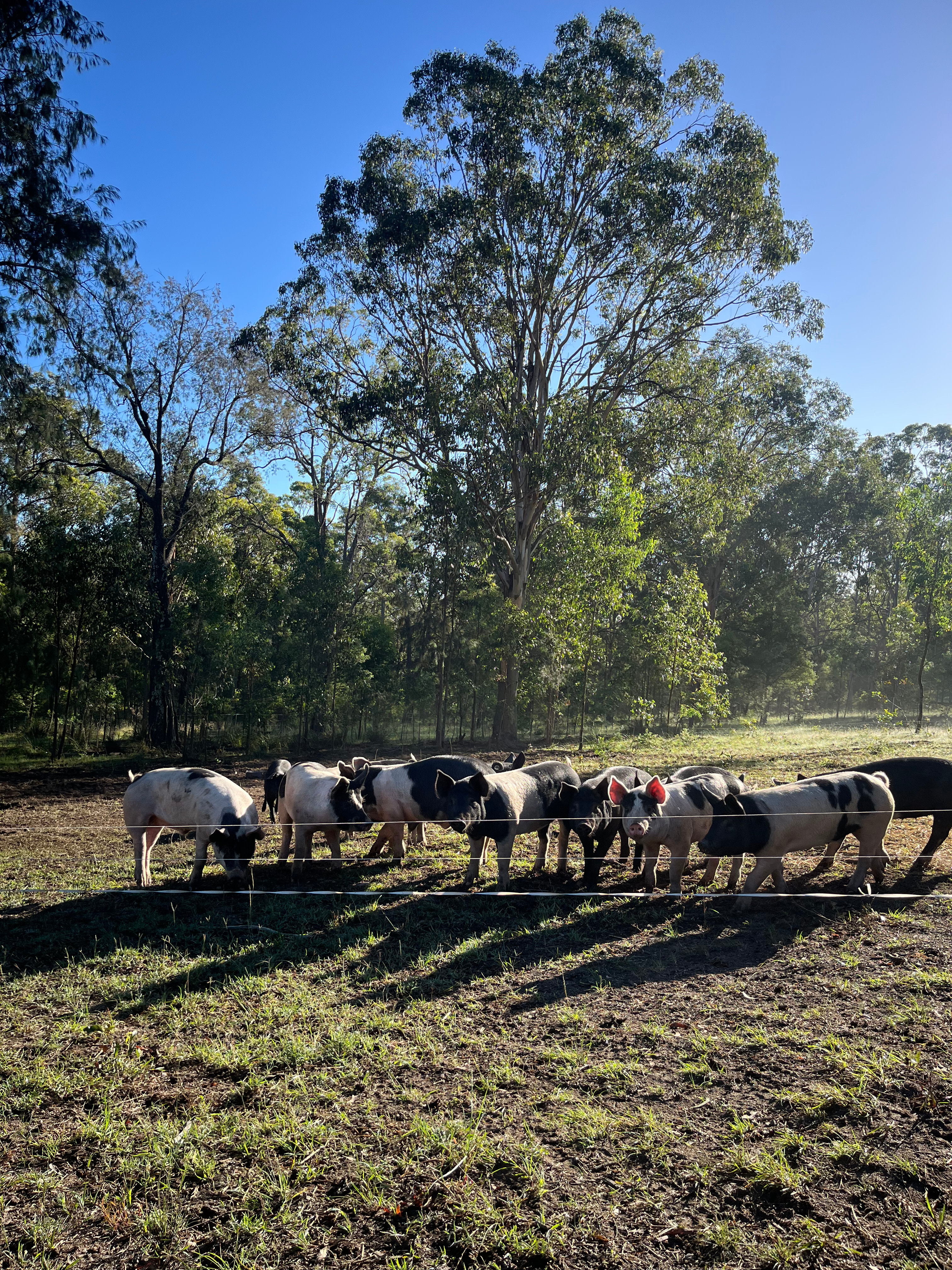 La'Connor Ridge - Regenerative Farm