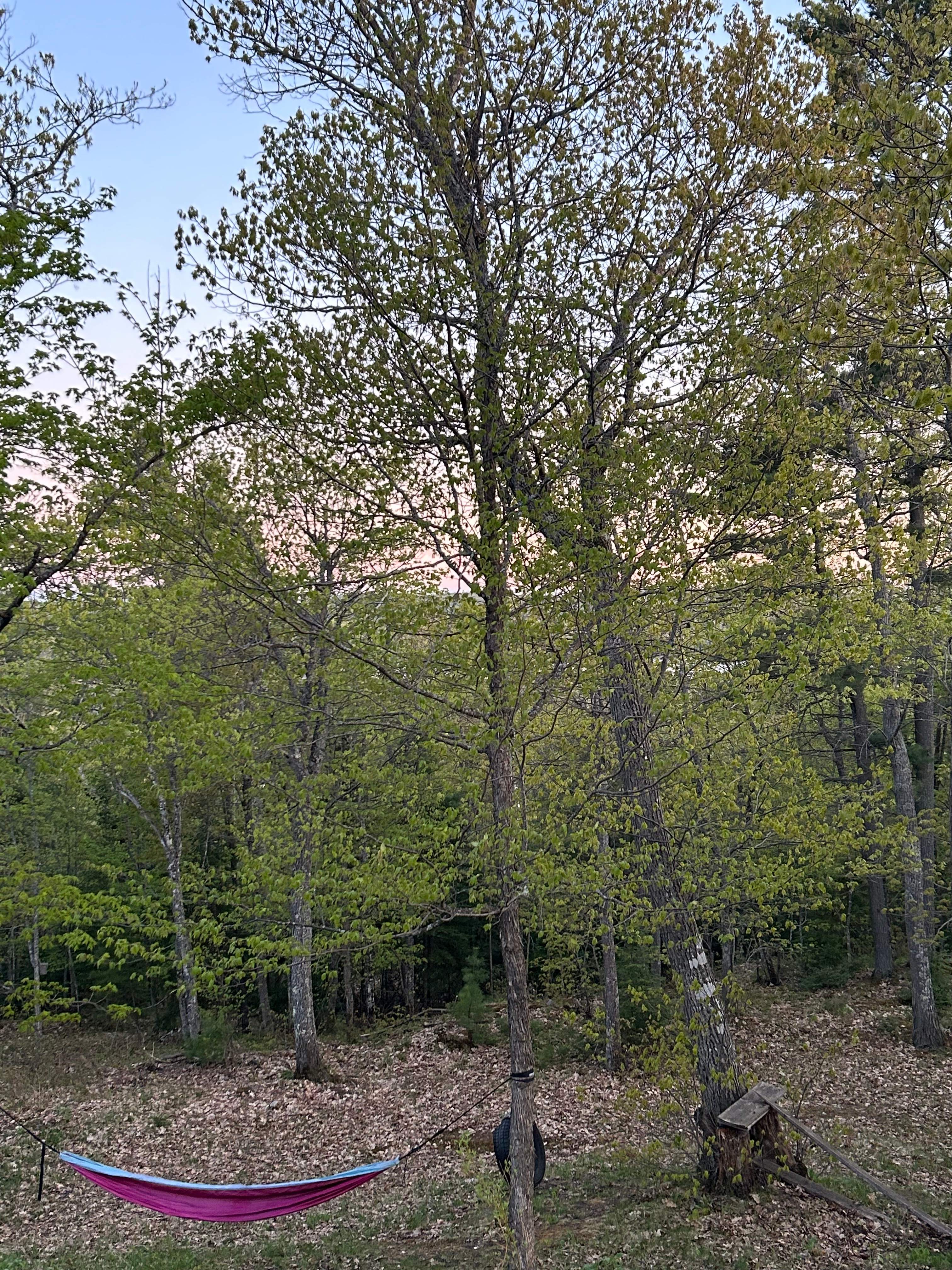 Moonwood Ridge