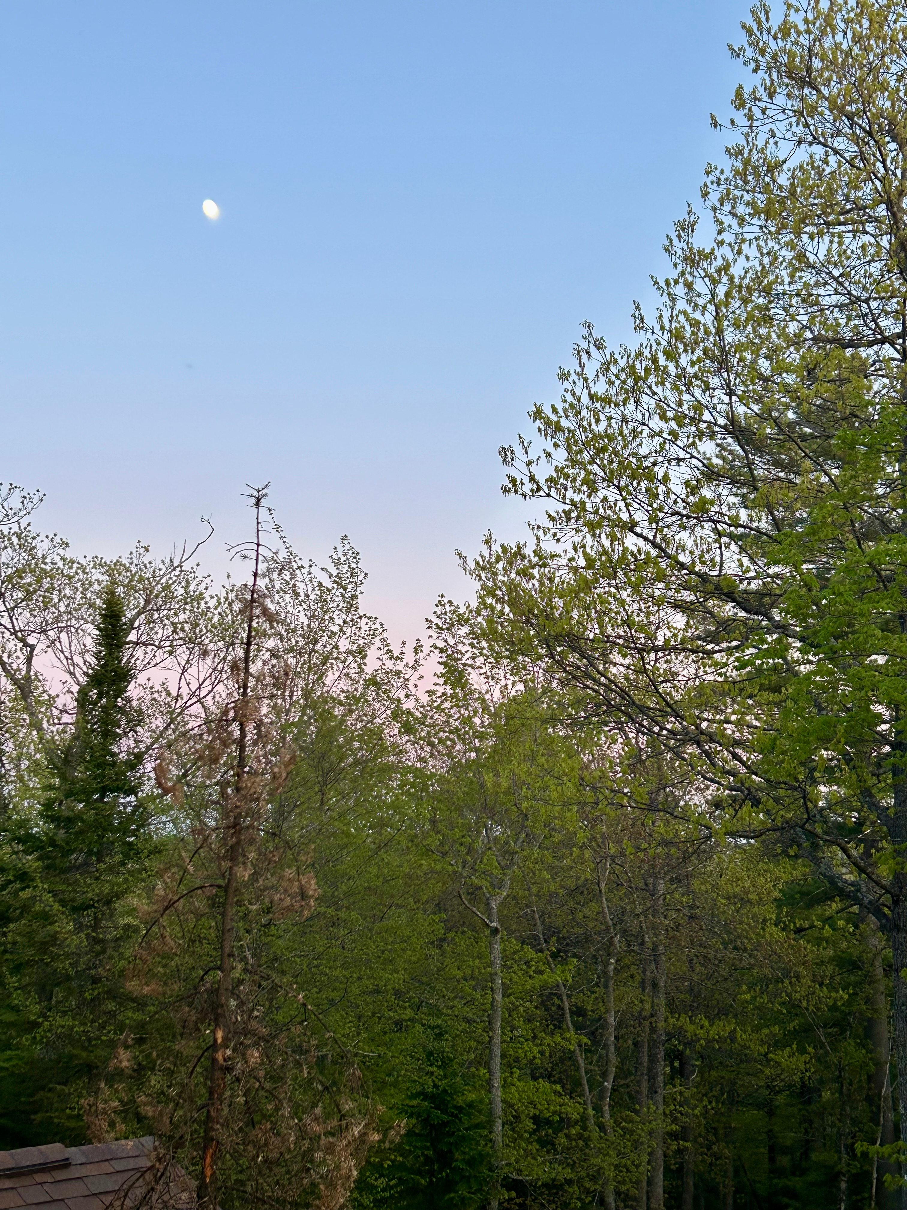 Moonwood Ridge