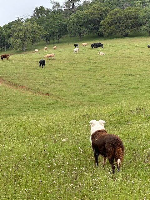 Lefty K Cattle Ranch
