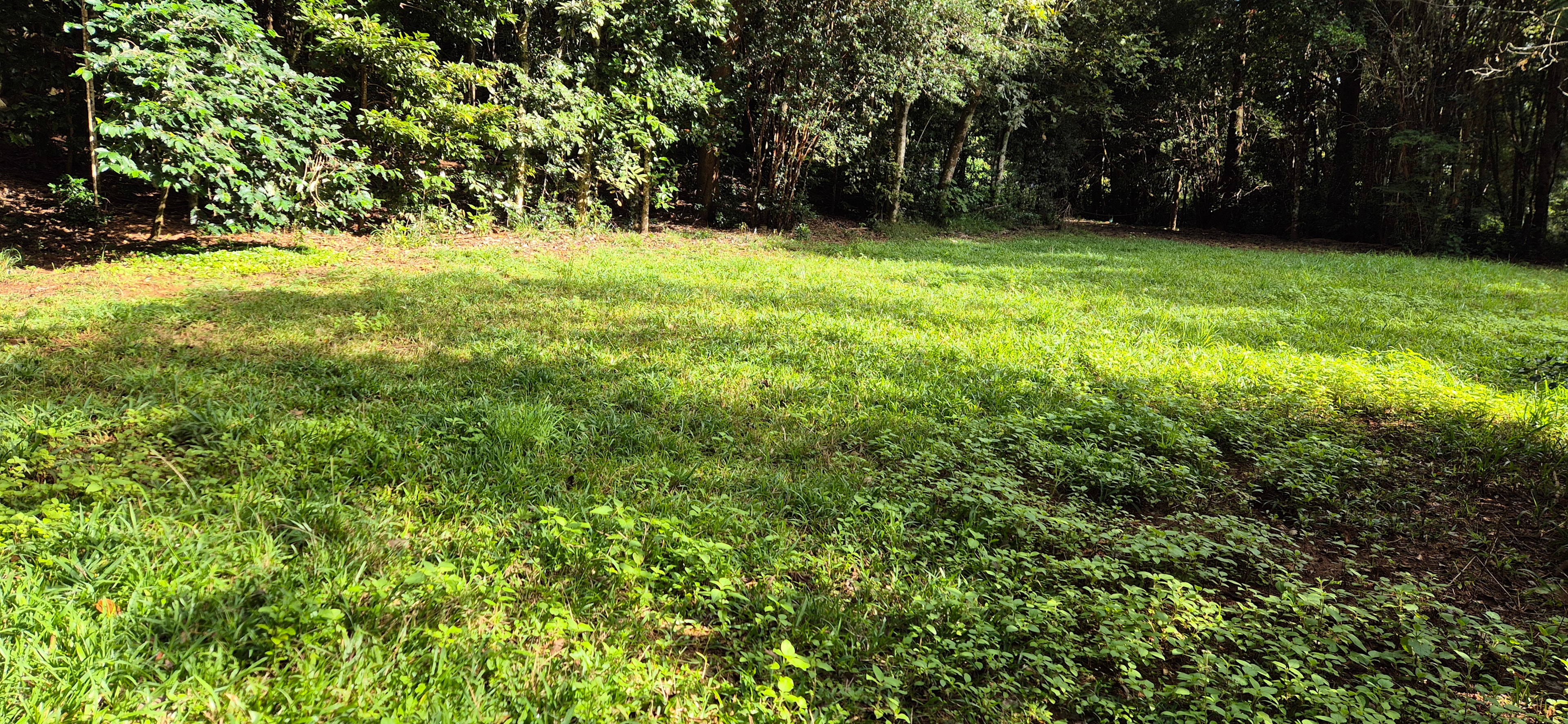 Gilles Creek Clearing