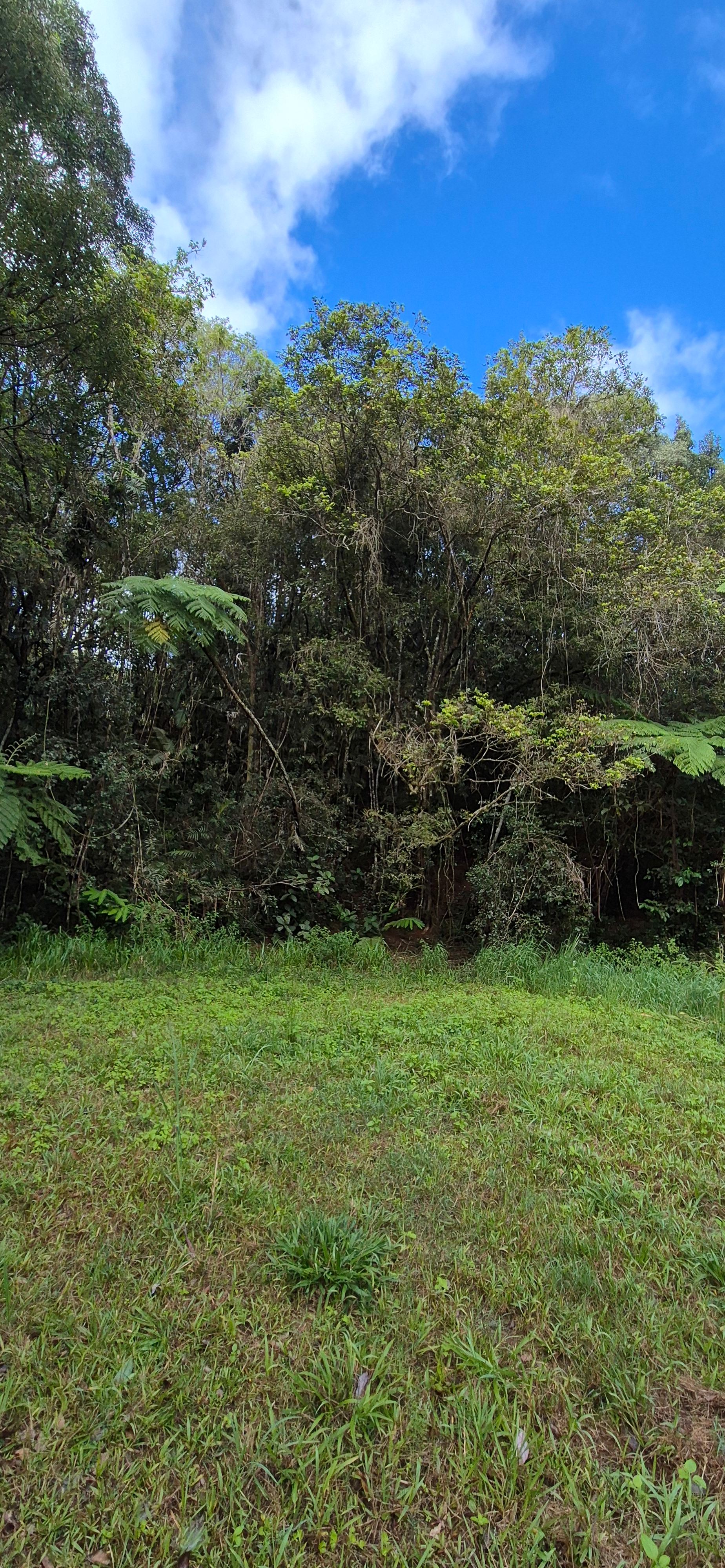 Gilles Creek Clearing