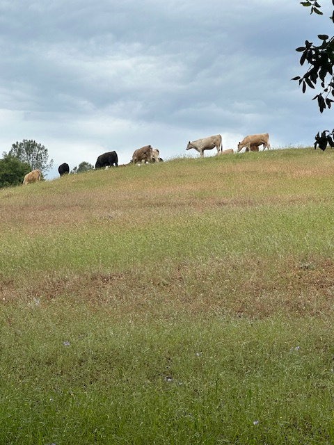 Lefty K Cattle Ranch