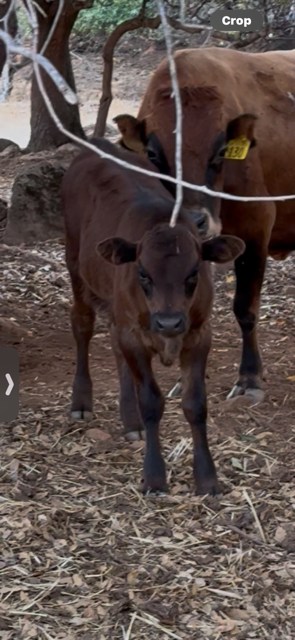Lefty K Cattle Ranch
