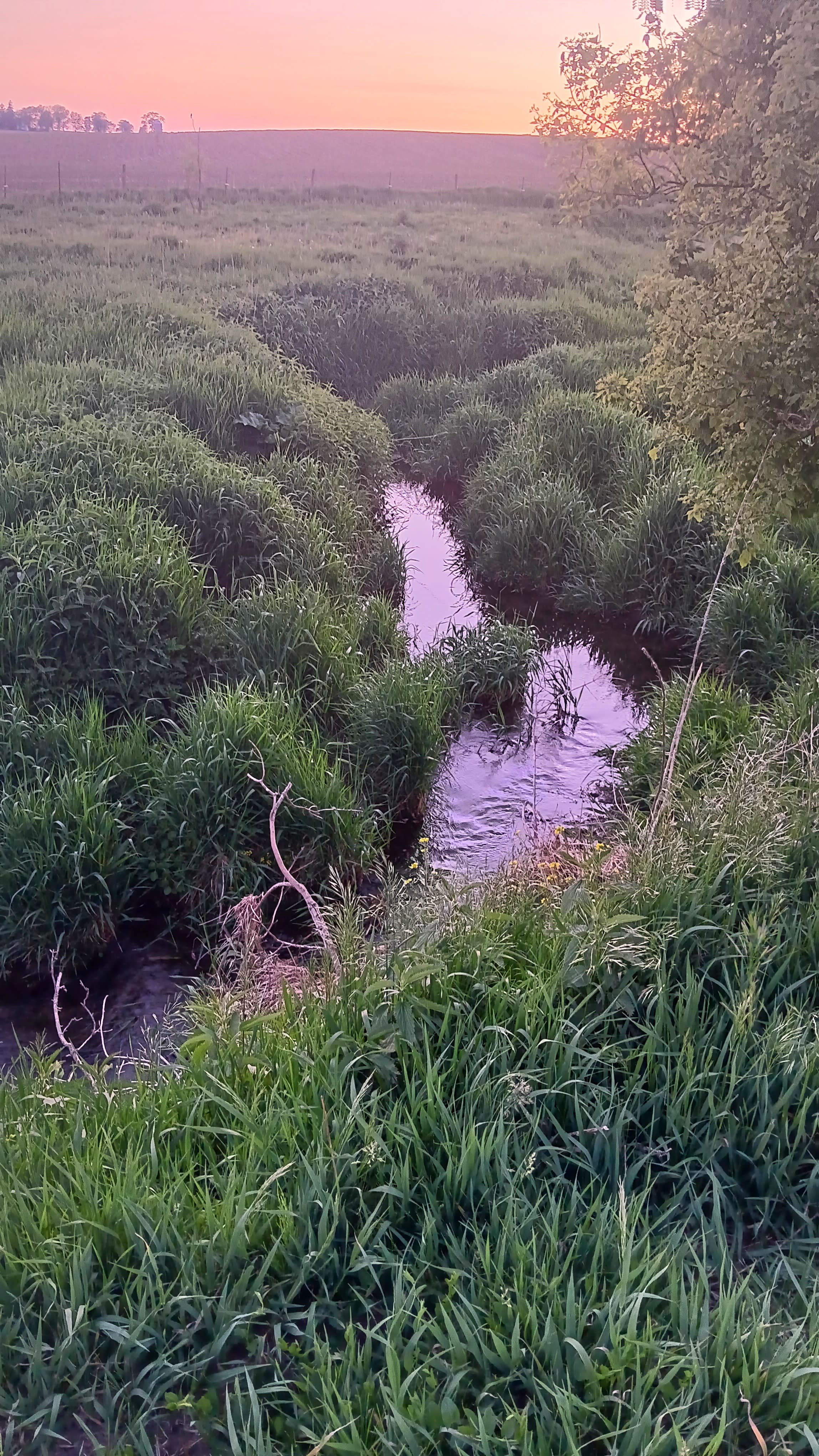 Rock Creek Dog Park & Camp