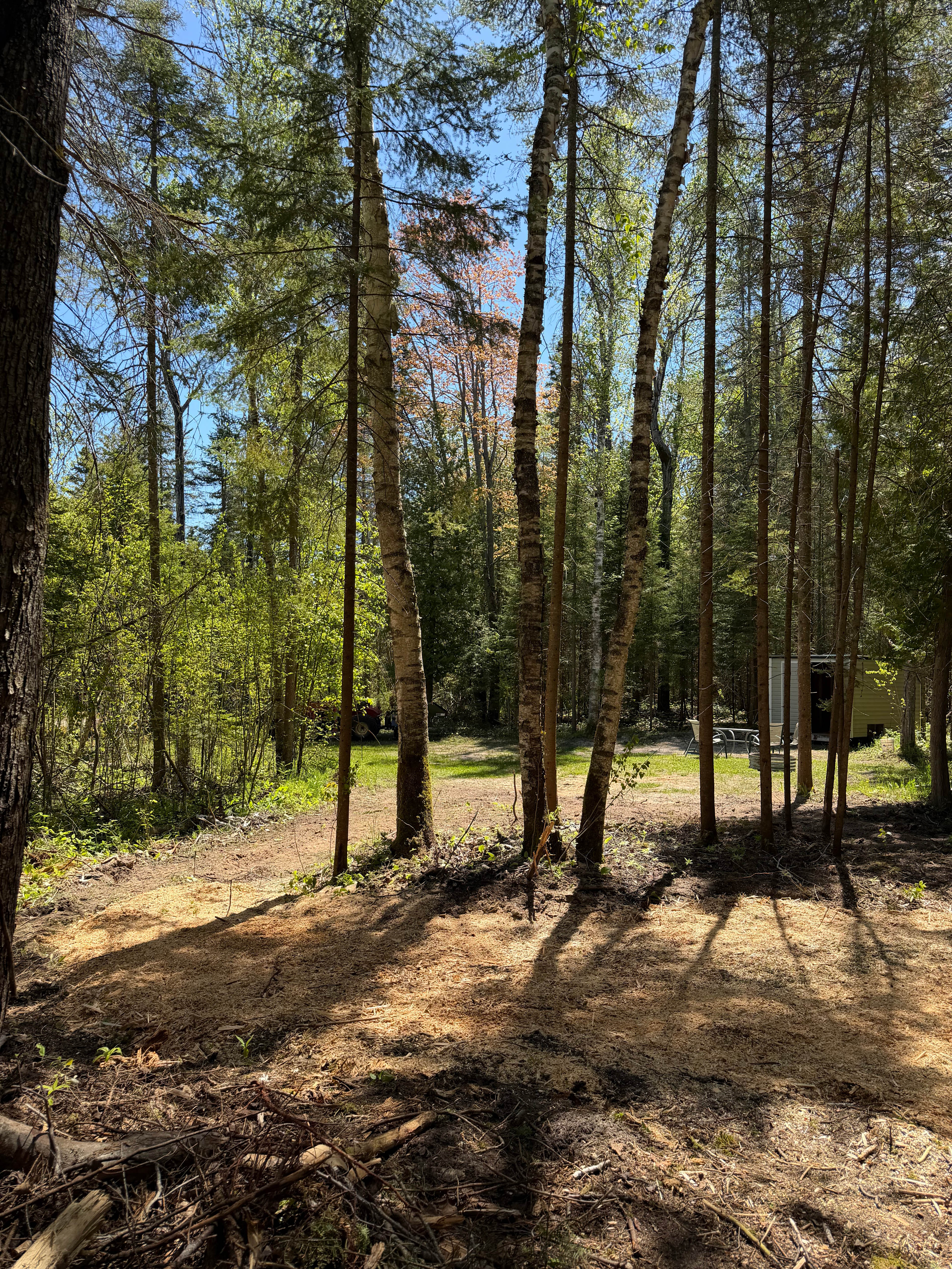 Yoder Woods