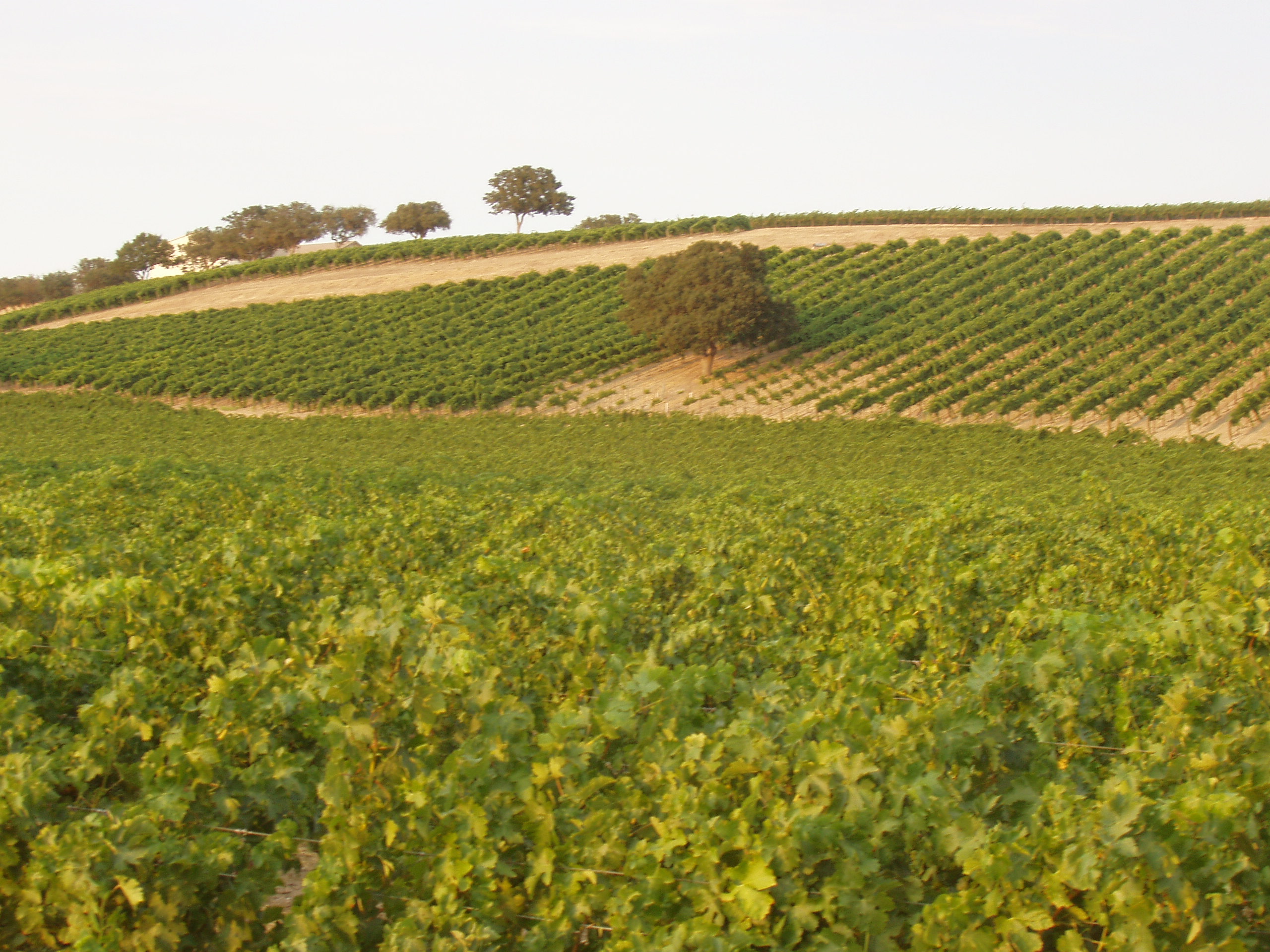 Pianetta Ranch & Winery