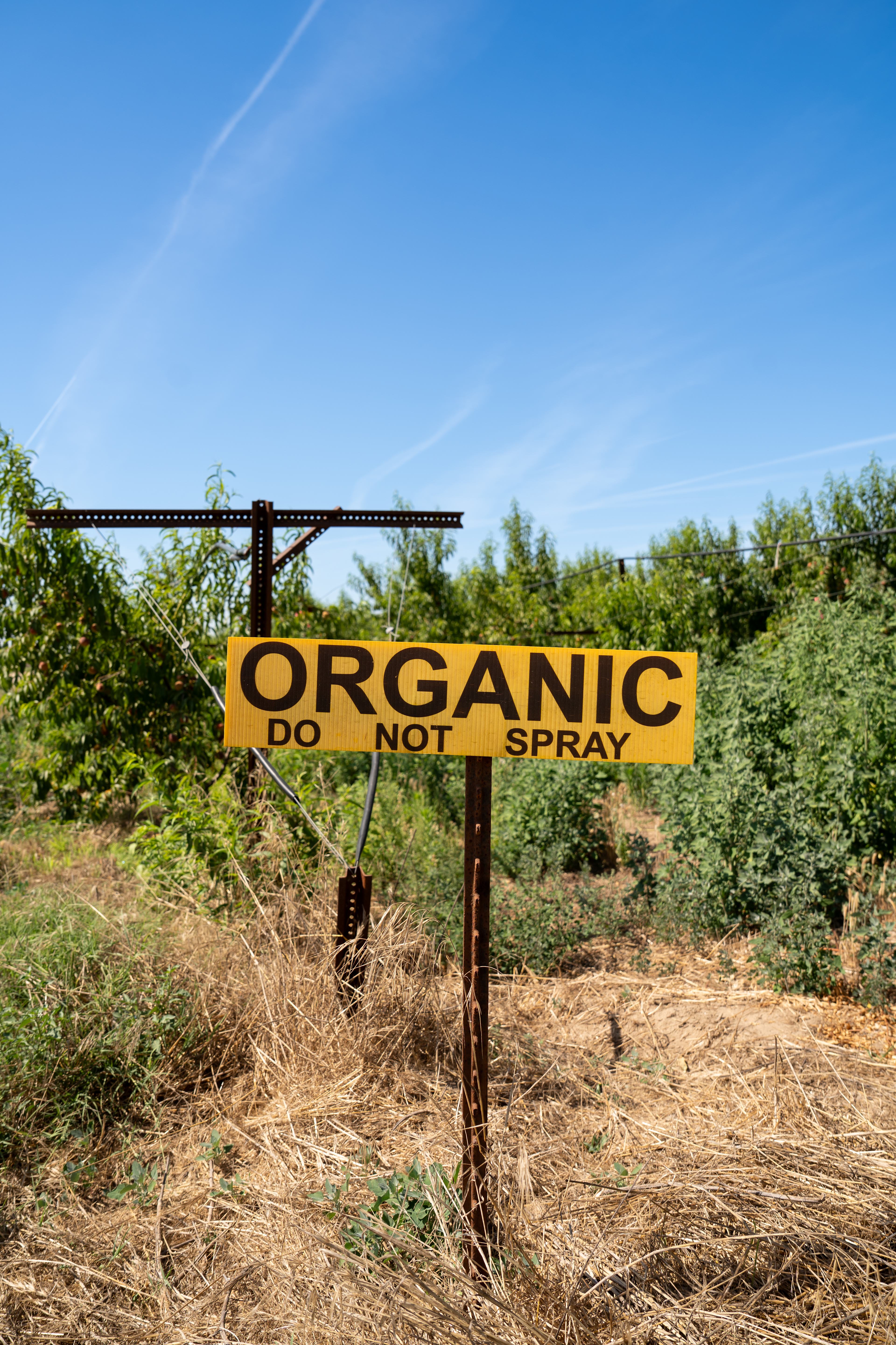 All of the fruit is organic!
