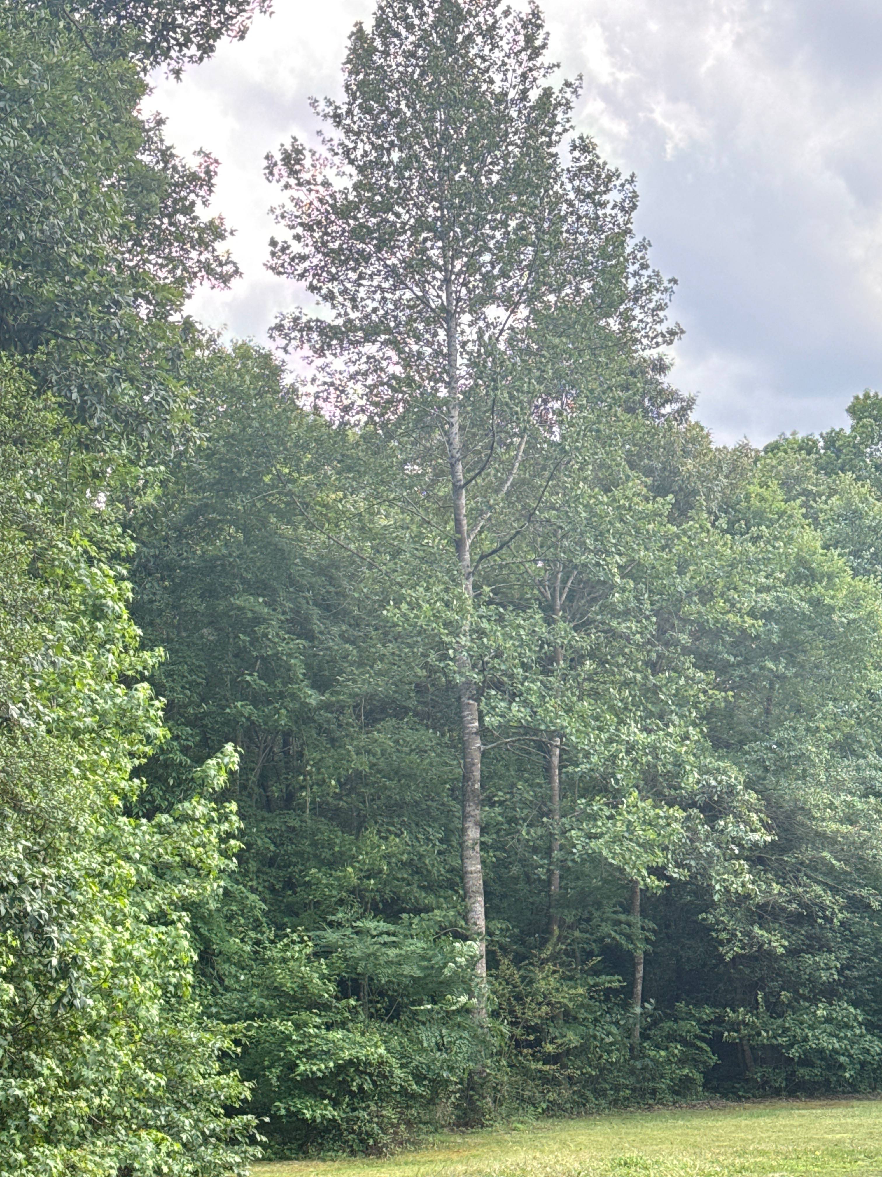 Beavers Lodge