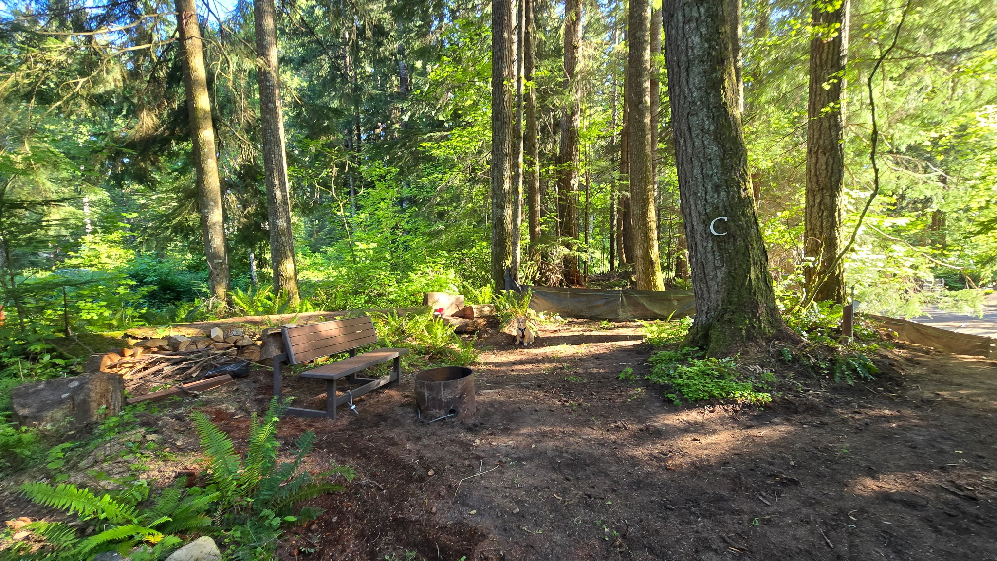 Evergreen Escape Camp
