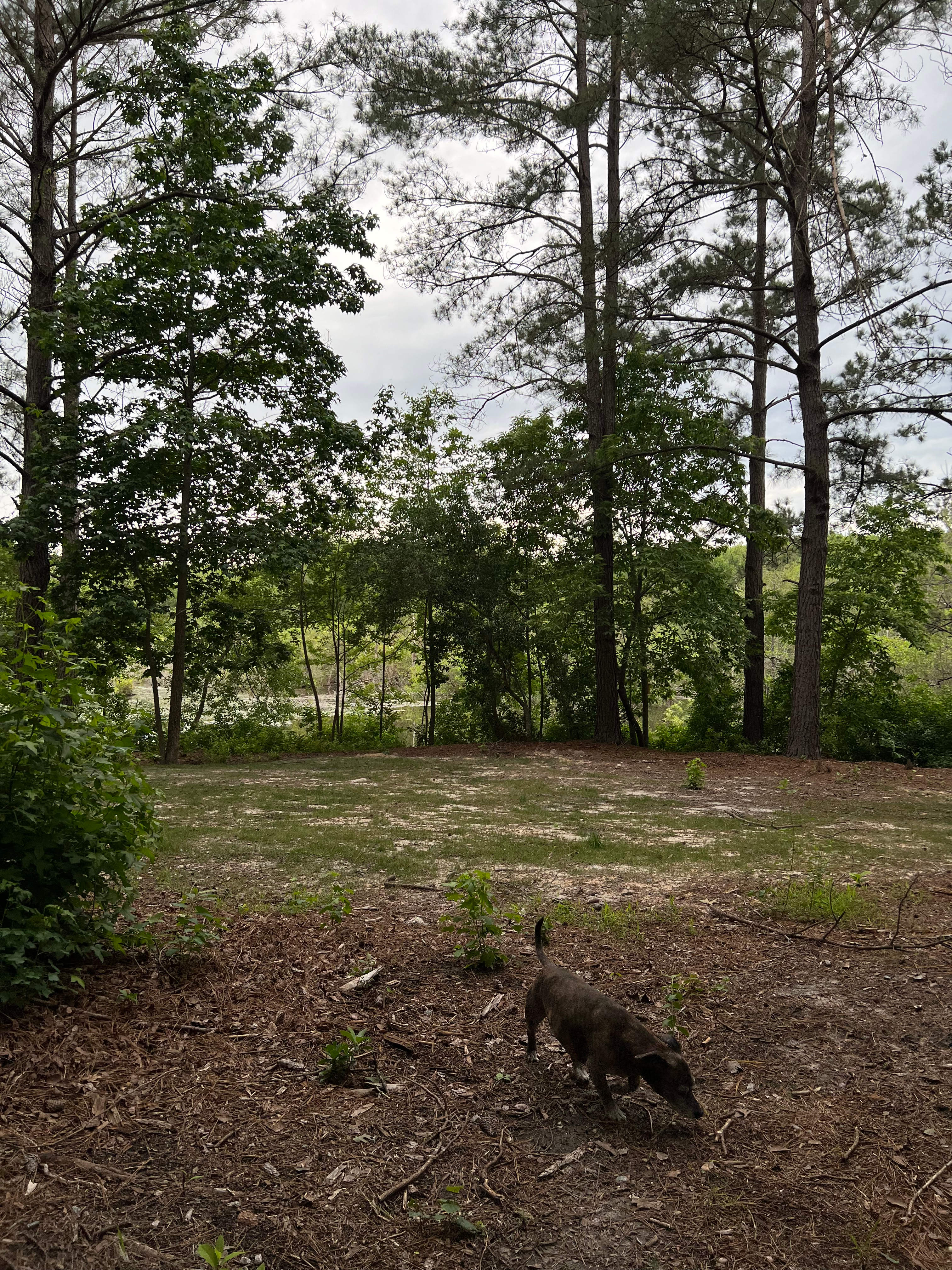 Large open campsite spot to the right of the docks. (Pictured in late spring)
