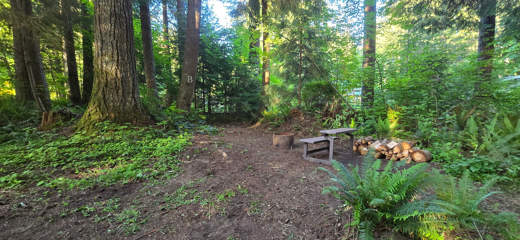 Evergreen Escape Camp